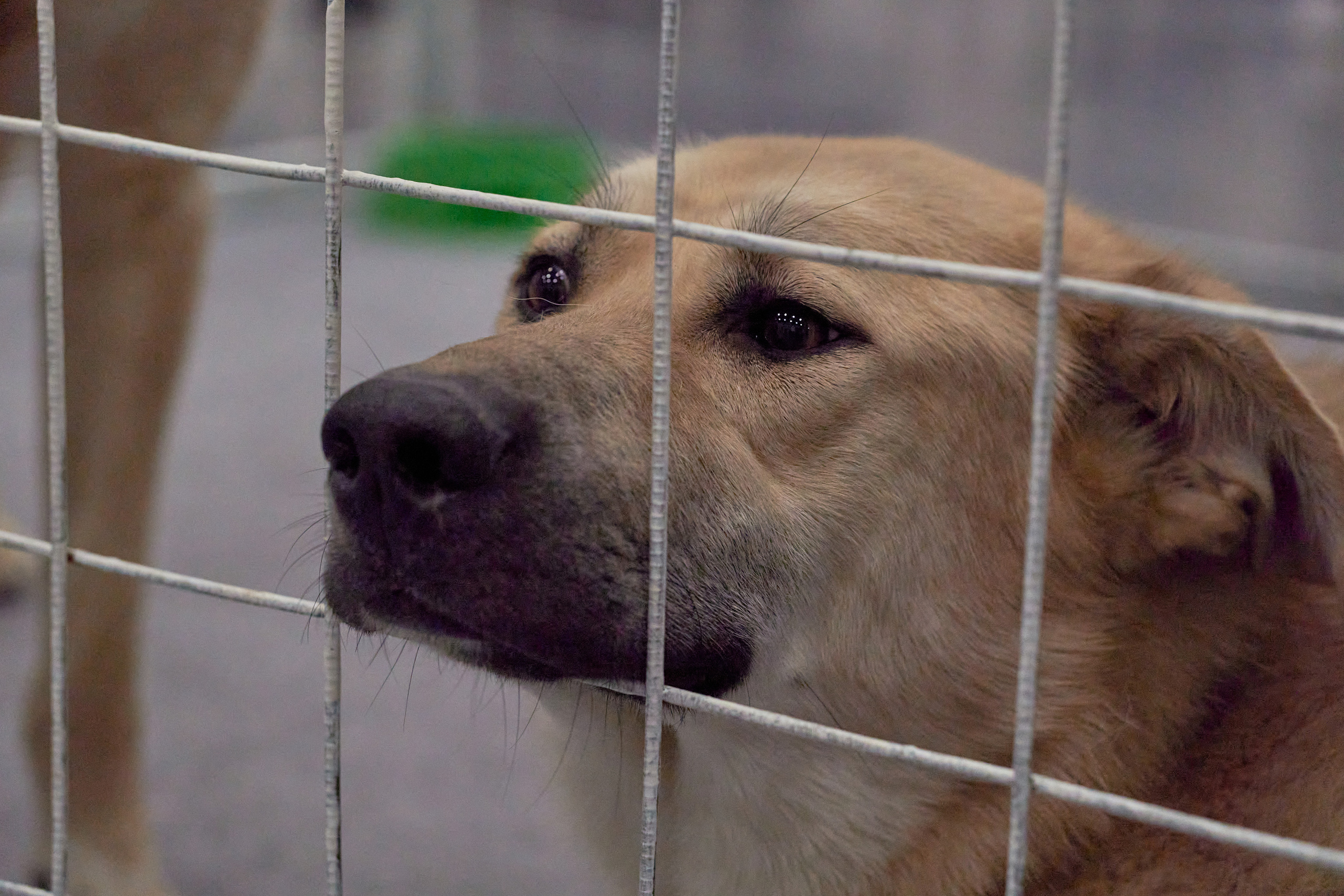 Репортаж с выставки собак в Экспофоруме. Фотограф людей и животных в Санкт-Петербурге Марина Бурмистрова