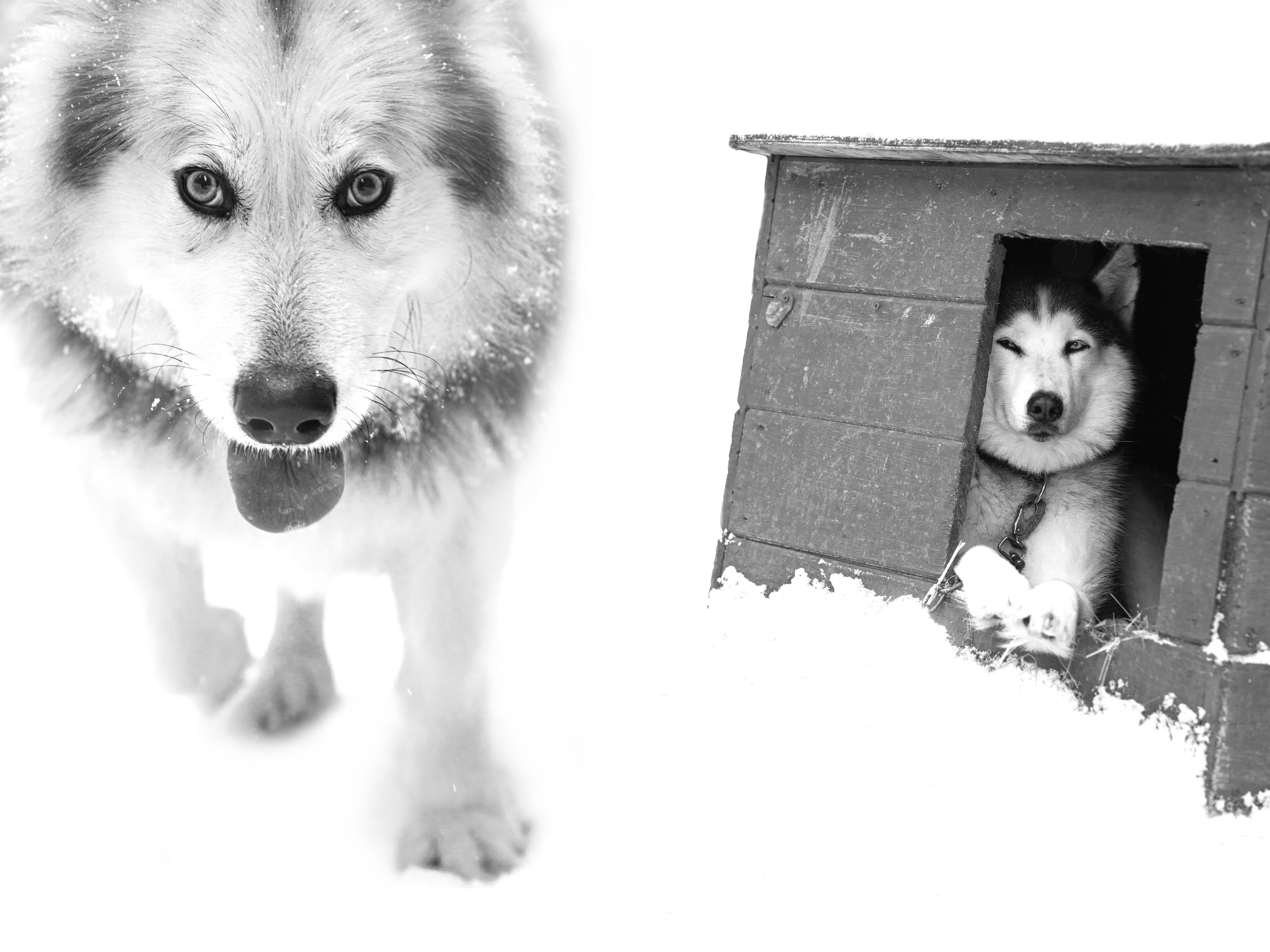 Прогулка с хаски в Пикник-парке ЛесОк. Фотограф людей и животных в Санкт-Петербурге Марина Бурмистрова