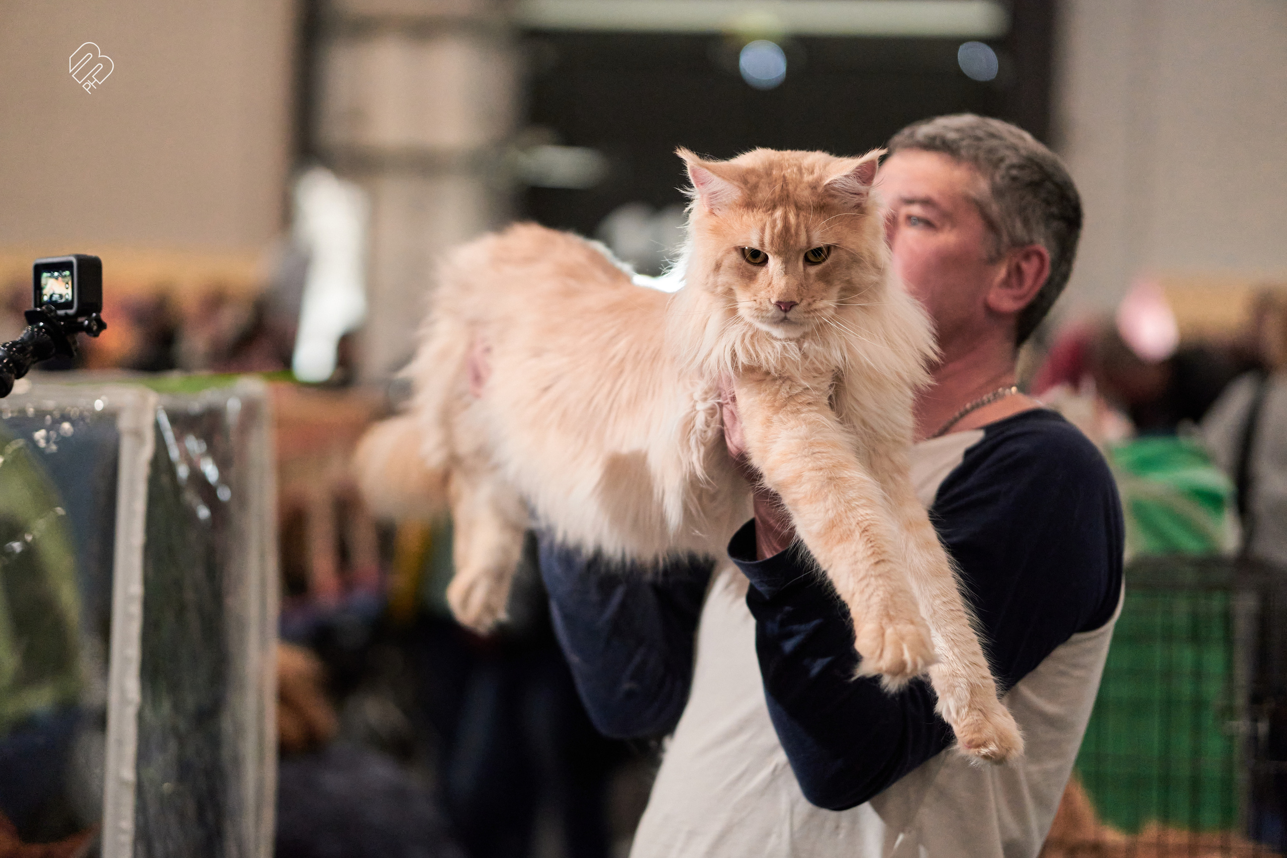 Выставка кошек в Экспофоруме. Фотограф людей и животных в Санкт-Петербурге Марина Бурмистрова