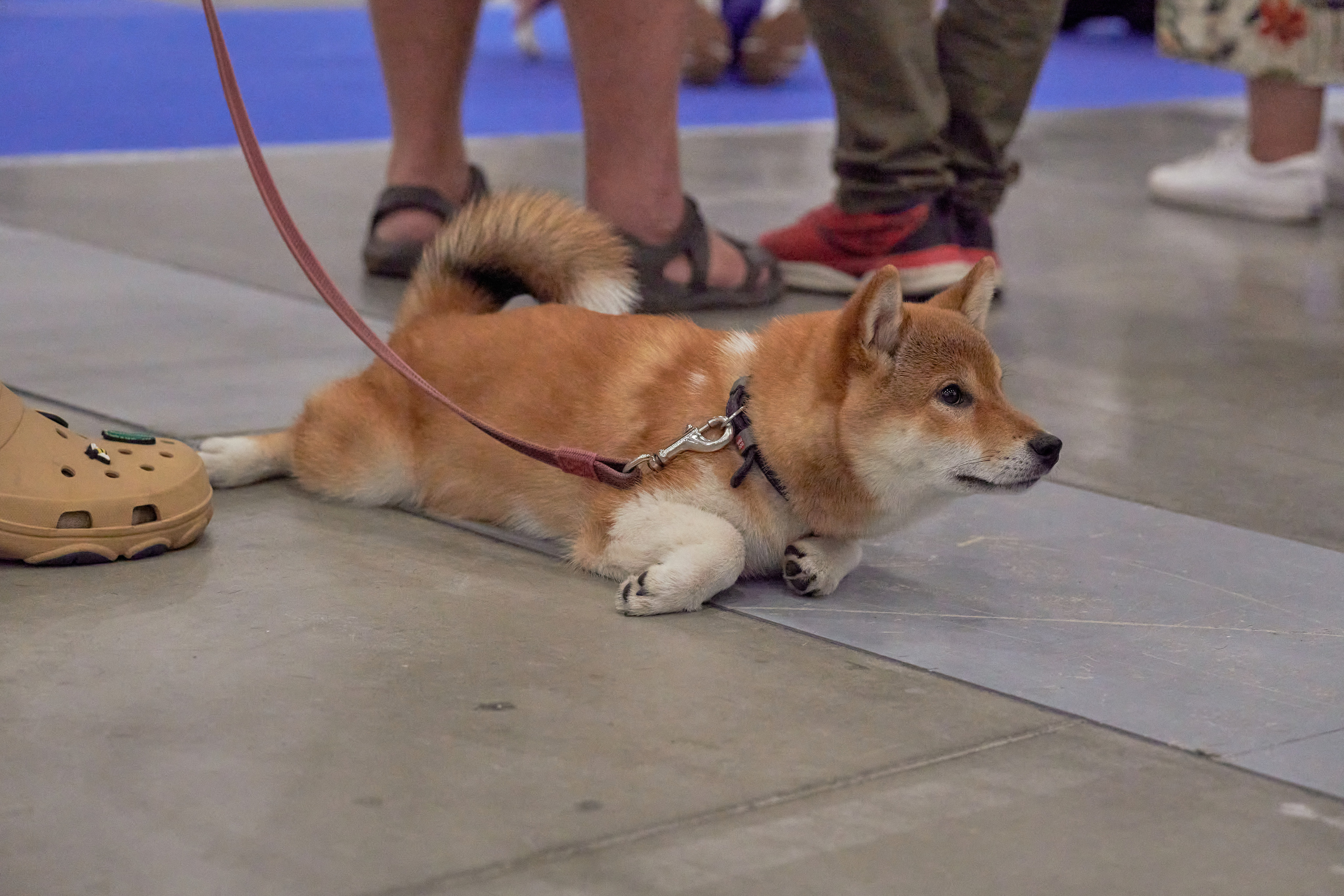 Репортаж с выставки собак в Экспофоруме. Фотограф людей и животных в Санкт-Петербурге Марина Бурмистрова