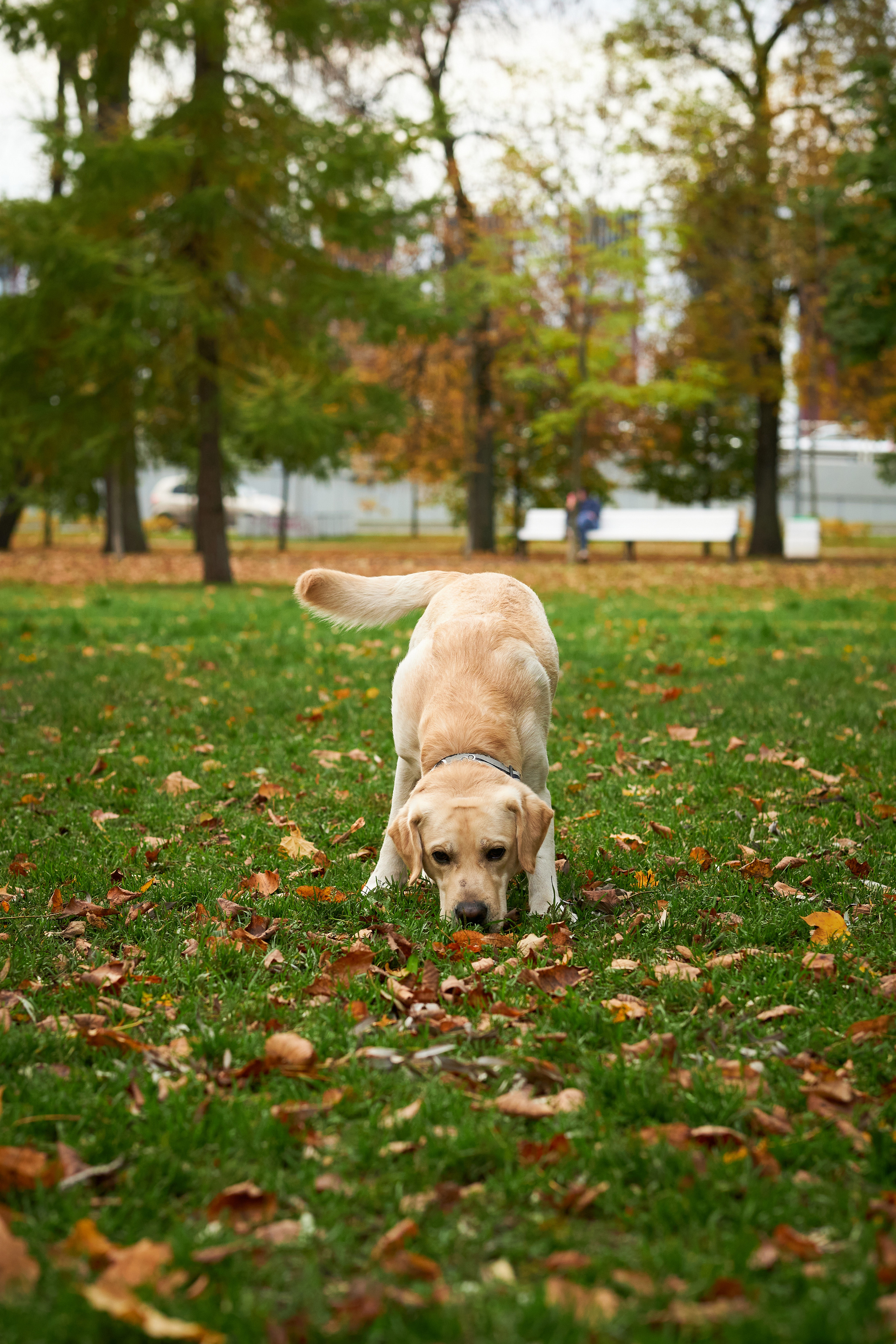 Случайные съемки. Фотограф людей и животных в Санкт-Петербурге Марина Бурмистрова