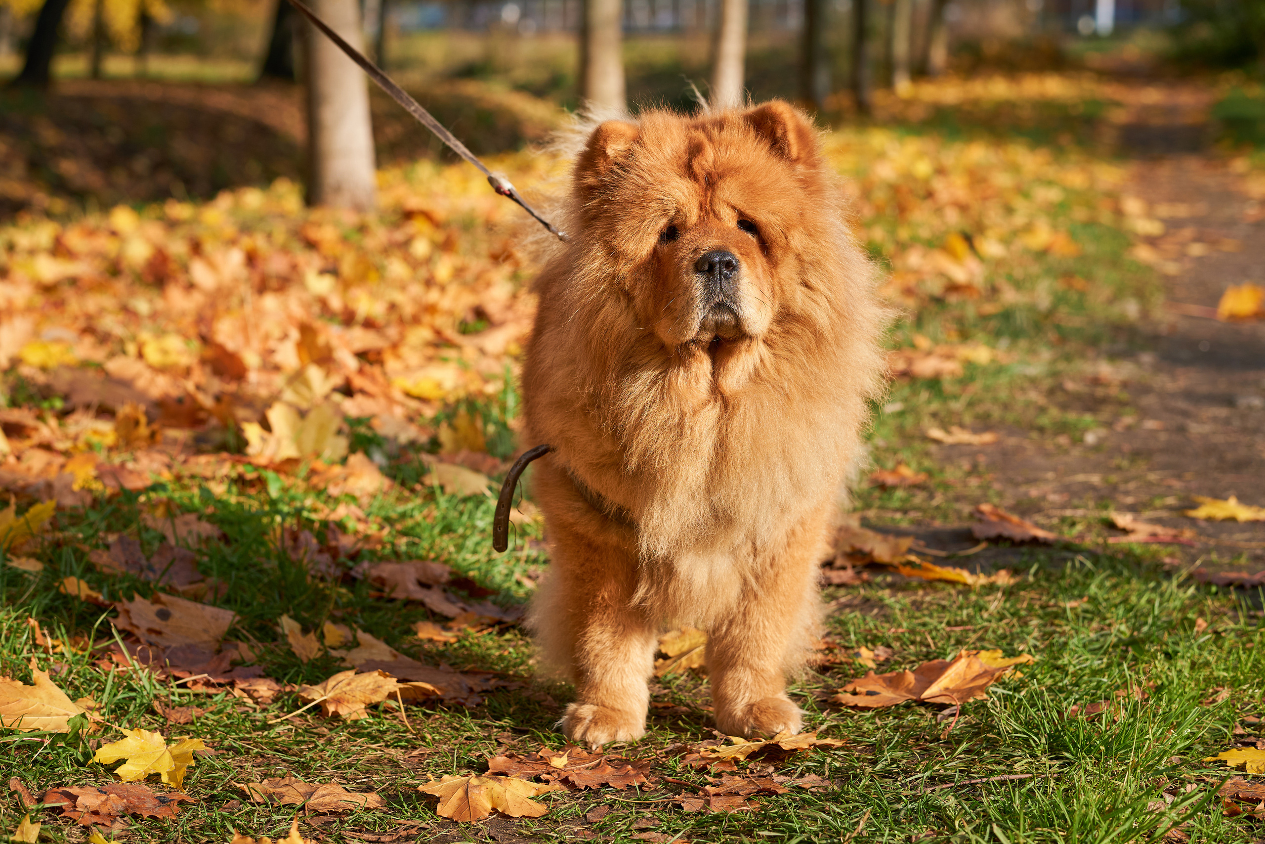 Случайные съемки. Фотограф людей и животных в Санкт-Петербурге Марина Бурмистрова