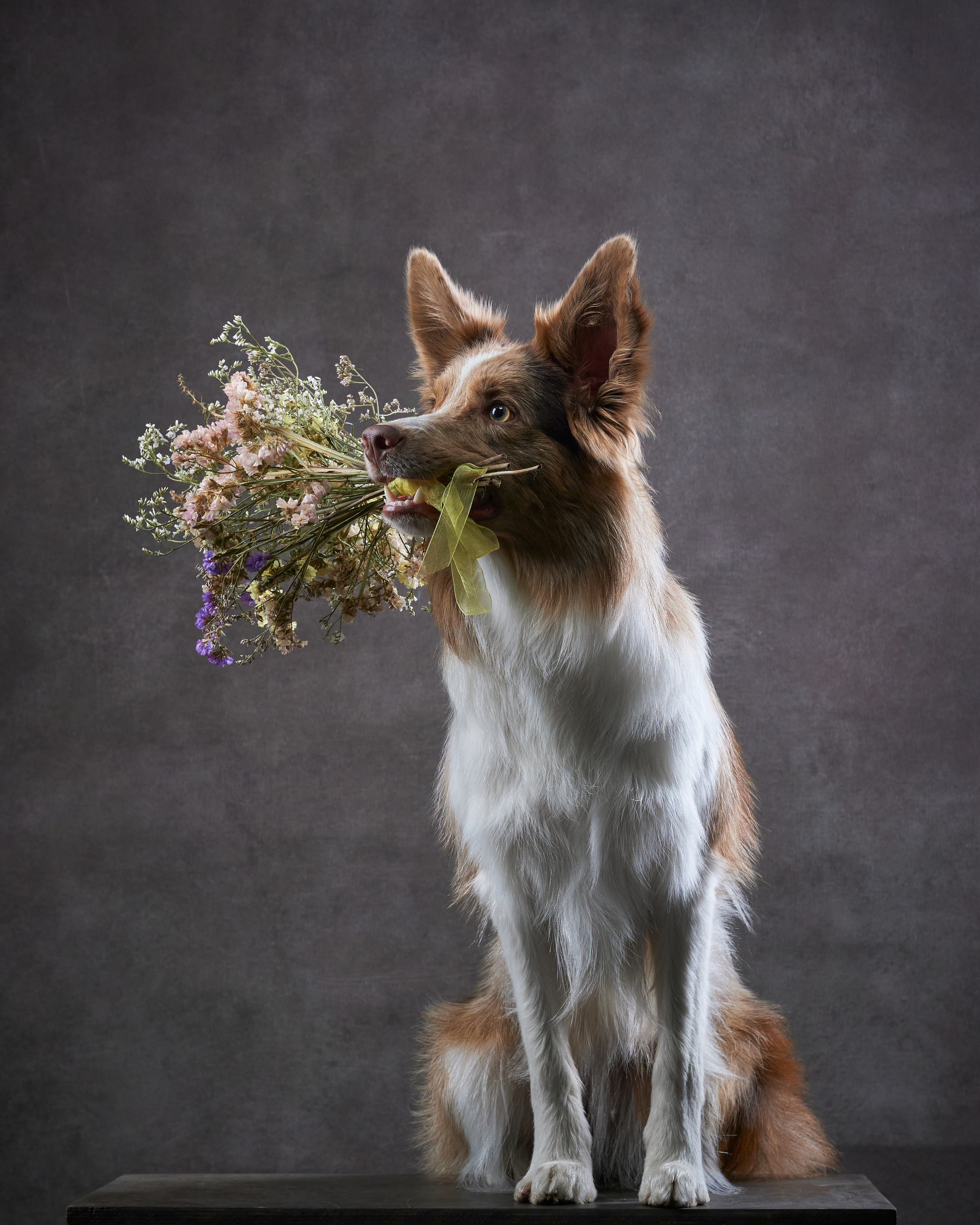 Прощальная вечеринка в фотостудии «Анималистика». Фотограф людей и животных в Санкт-Петербурге Марина Бурмистрова