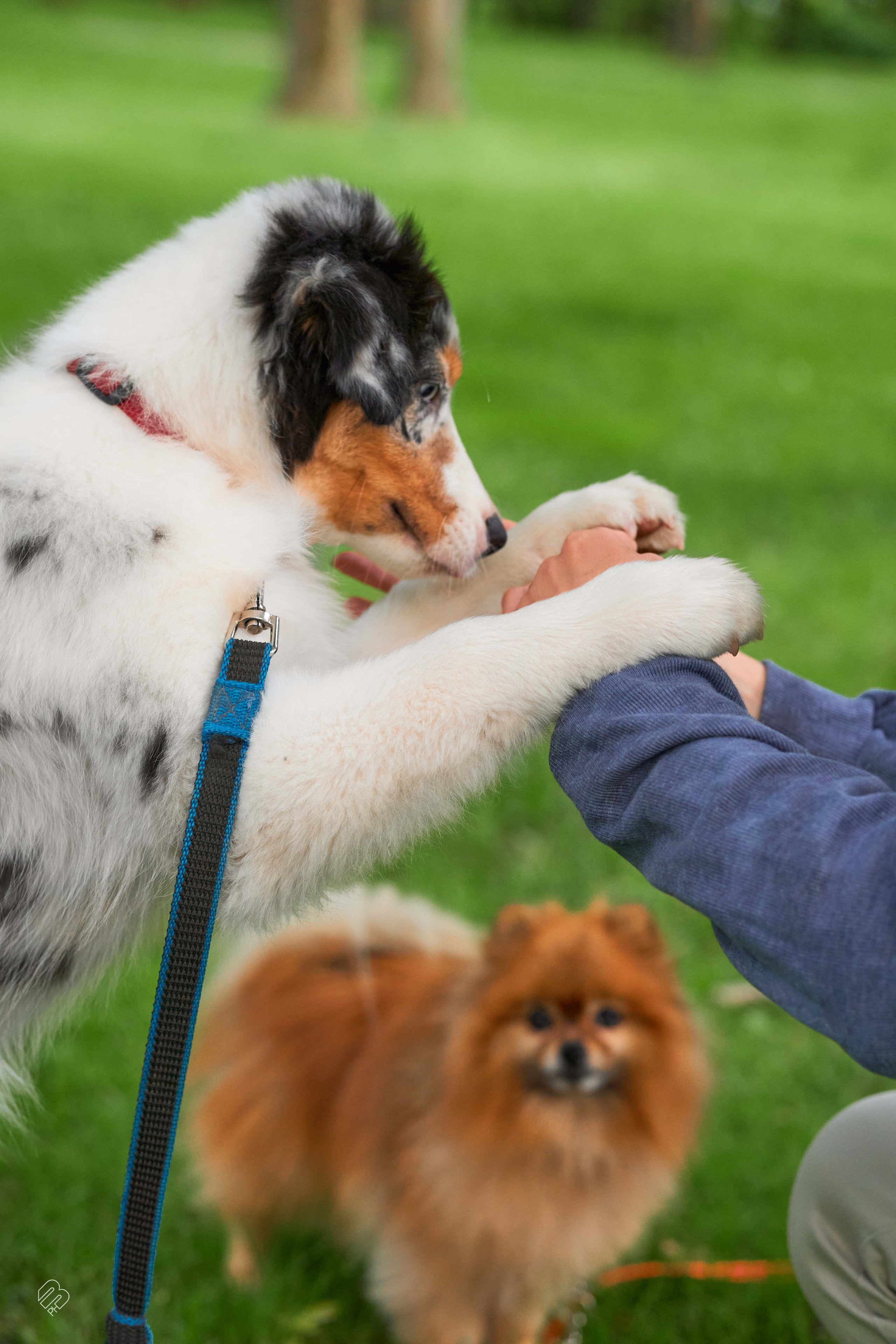 Прогулочные. Фотограф людей и животных в Санкт-Петербурге Марина Бурмистрова