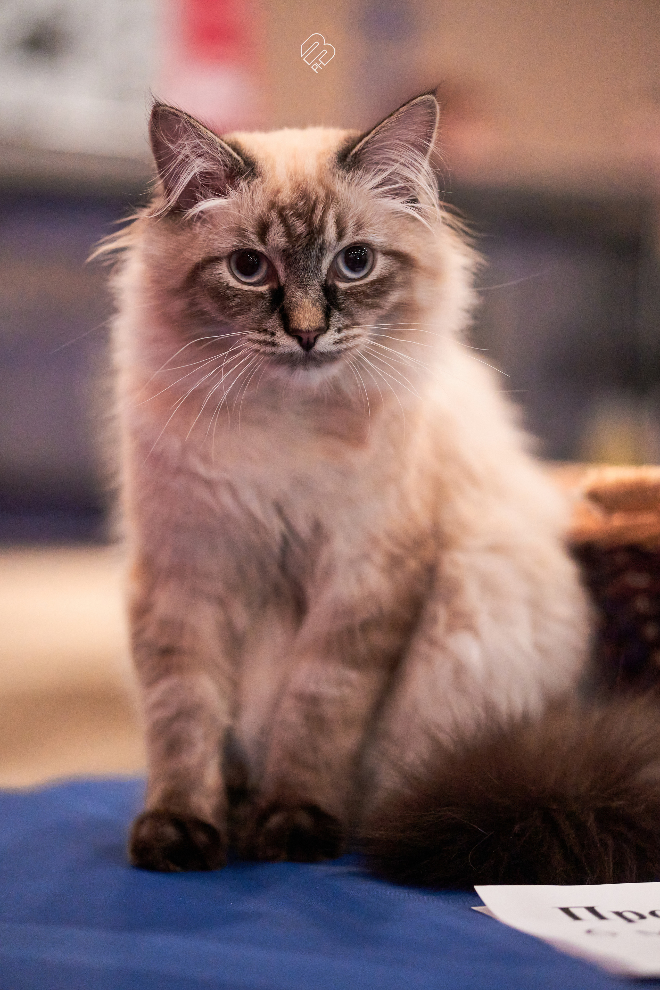 Выставка кошек в Экспофоруме. Фотограф людей и животных в Санкт-Петербурге Марина Бурмистрова