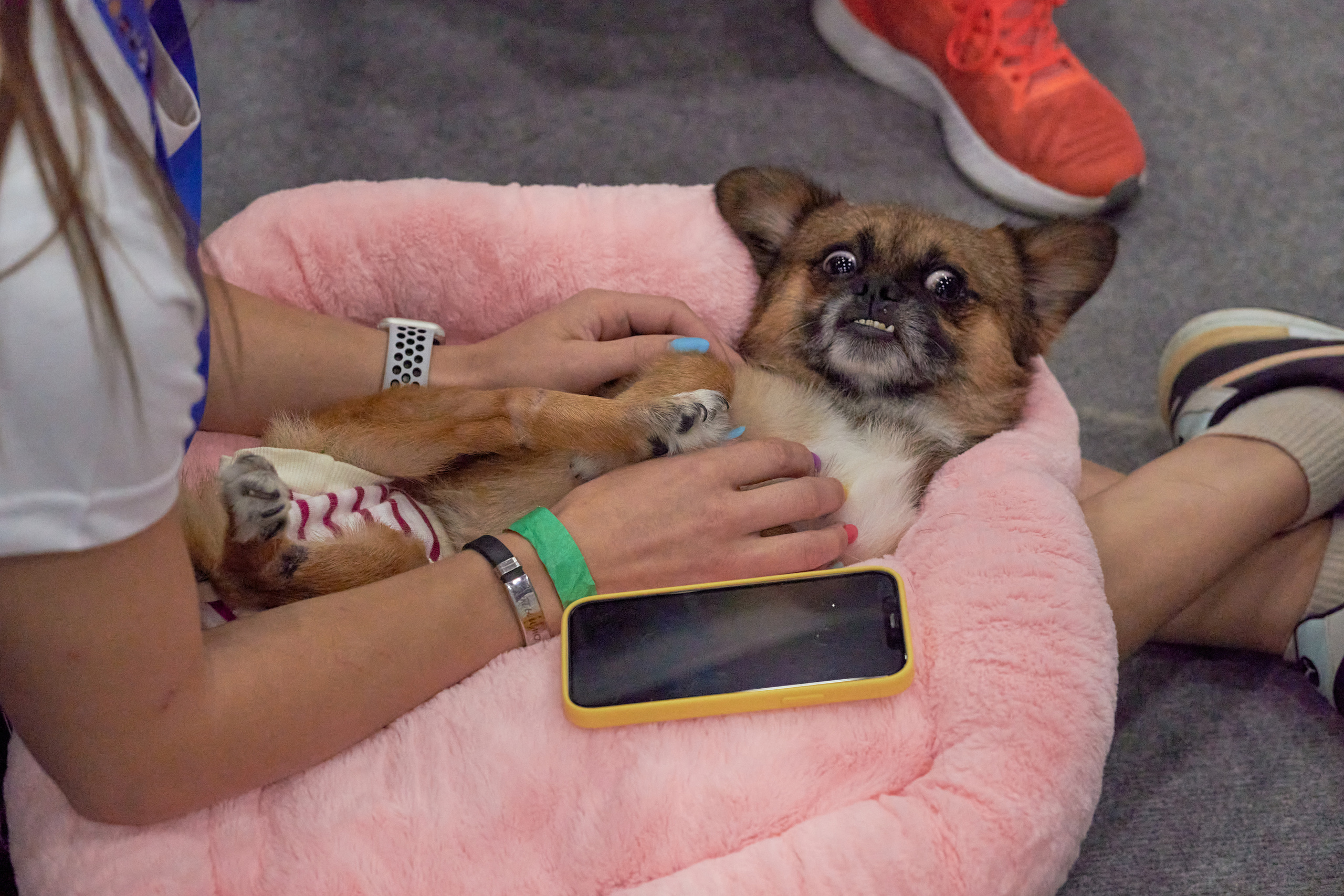 Репортаж с выставки собак в Экспофоруме. Фотограф людей и животных в Санкт-Петербурге Марина Бурмистрова