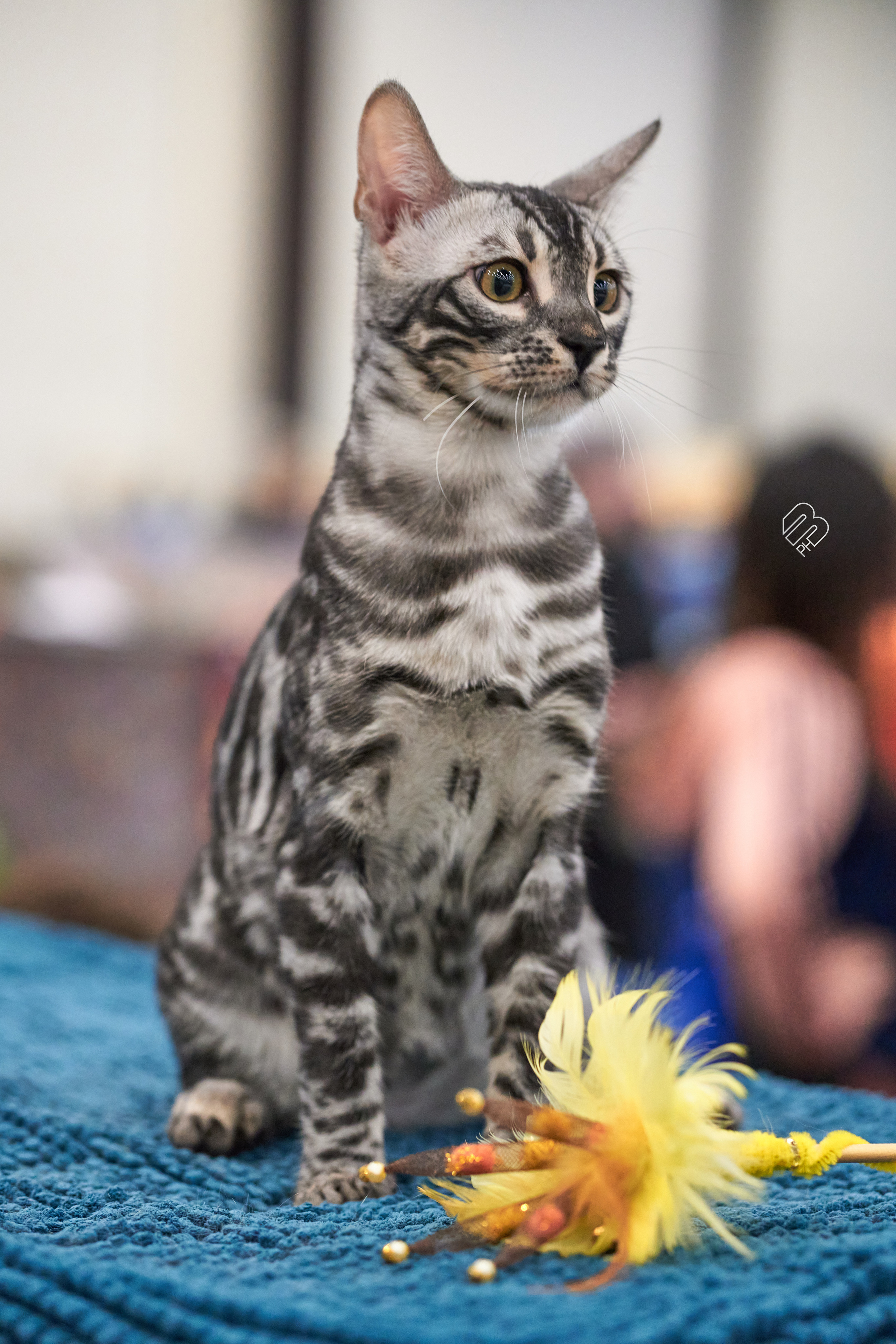 Выставка кошек в Экспофоруме. Фотограф людей и животных в Санкт-Петербурге Марина Бурмистрова