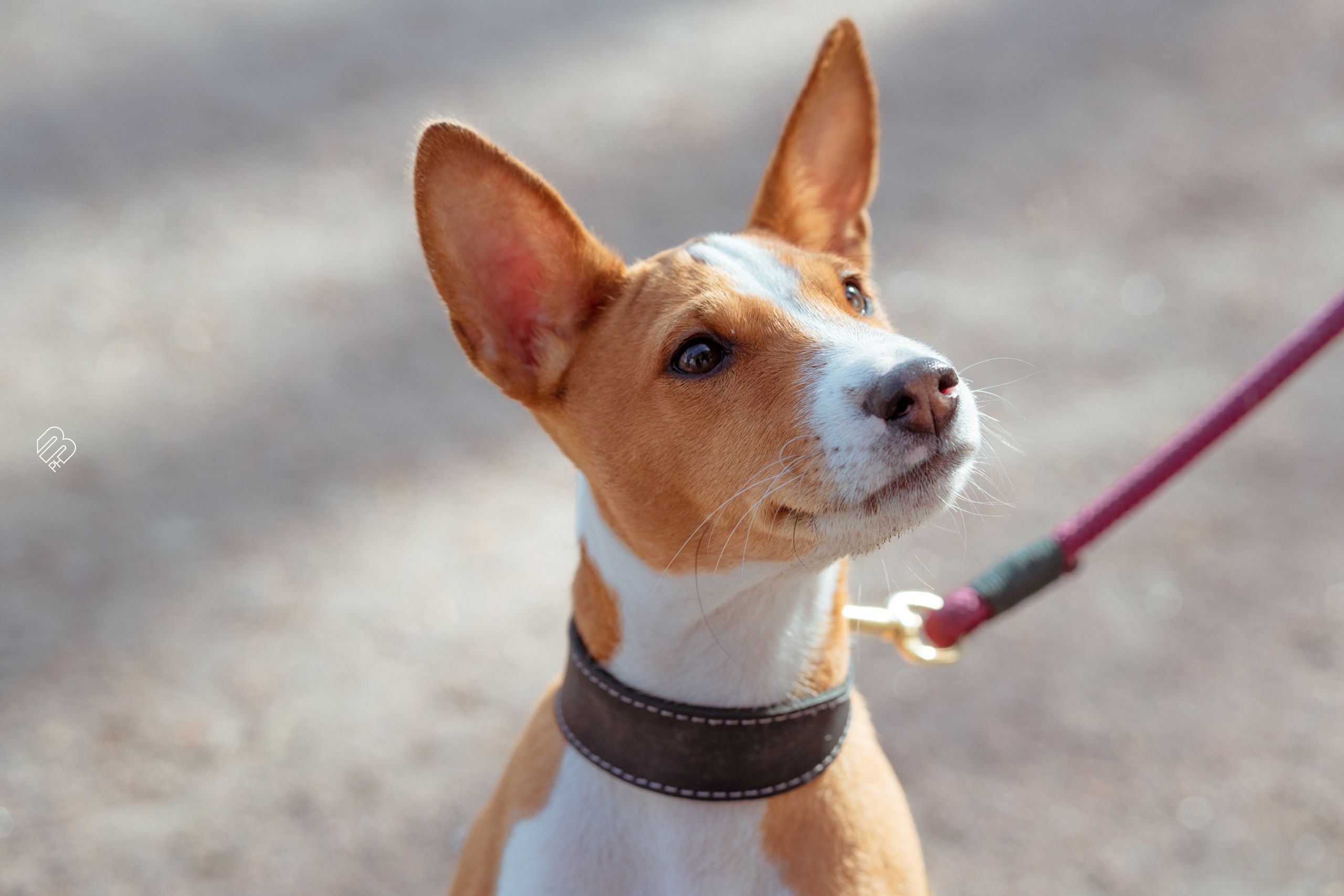 Прогулочные. Фотограф людей и животных в Санкт-Петербурге Марина Бурмистрова
