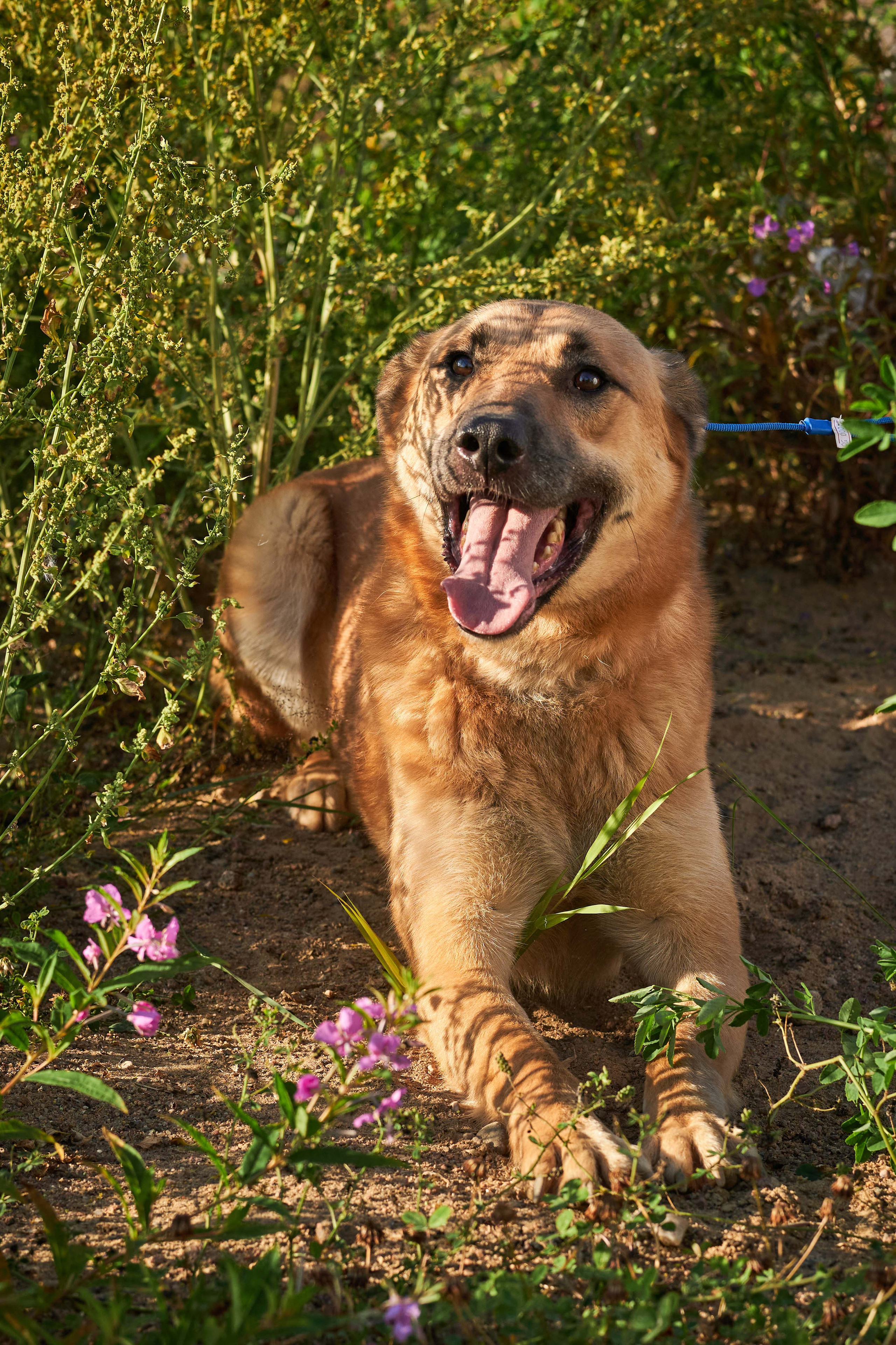 Съемка в приюте. Фотограф людей и животных в Санкт-Петербурге Марина Бурмистрова