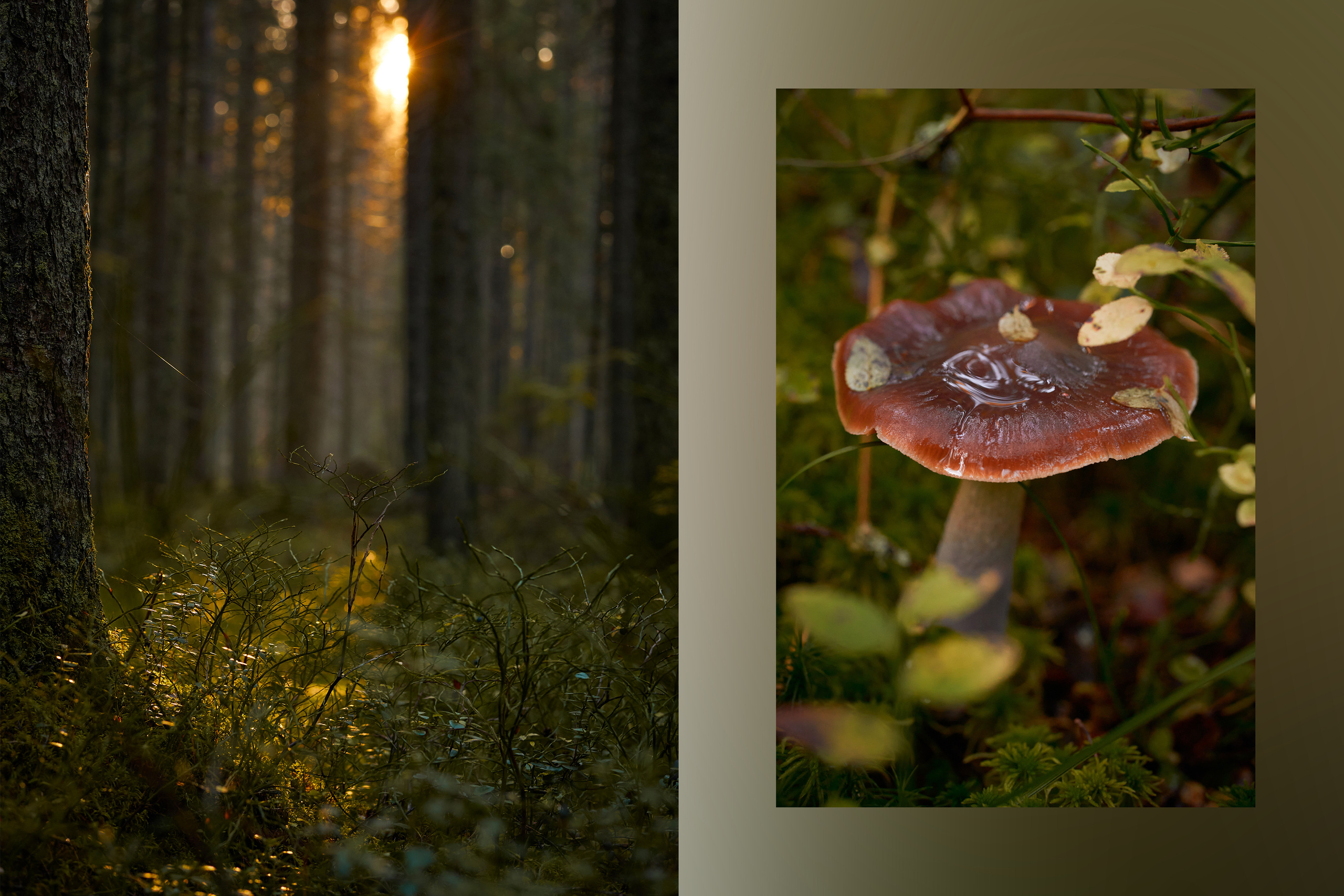О пейзажах. Фотограф людей и животных в Санкт-Петербурге Марина Бурмистрова