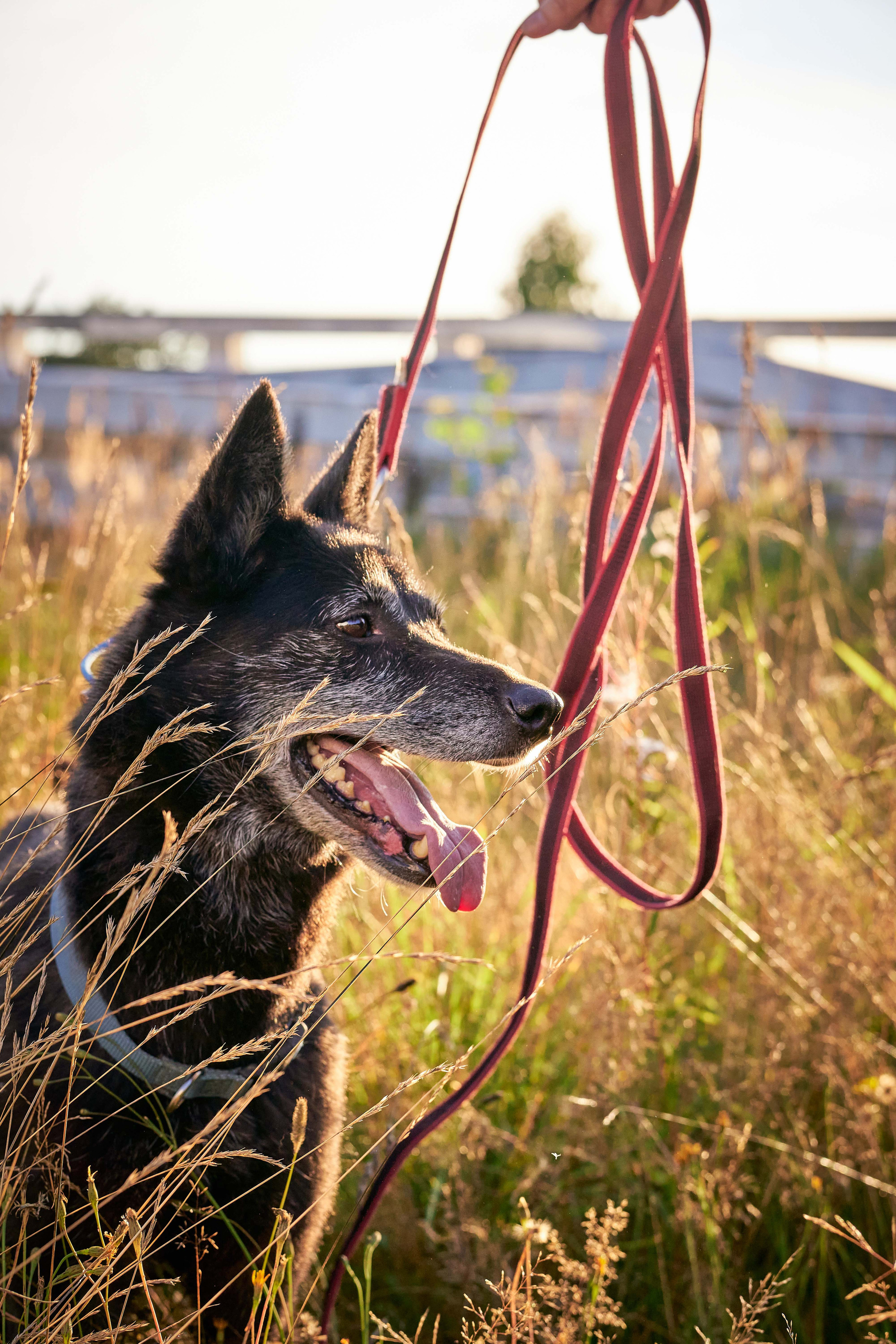 Съемка в приюте. Фотограф людей и животных в Санкт-Петербурге Марина Бурмистрова