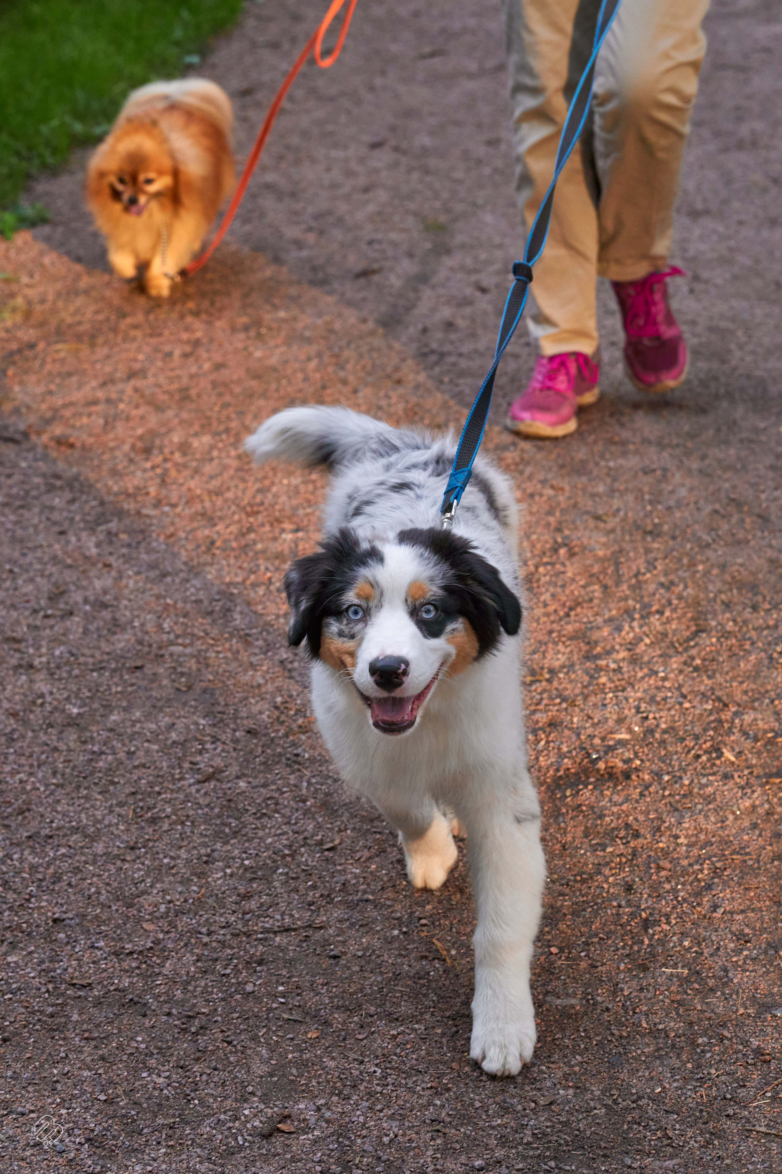 Прогулочные. Фотограф людей и животных в Санкт-Петербурге Марина Бурмистрова