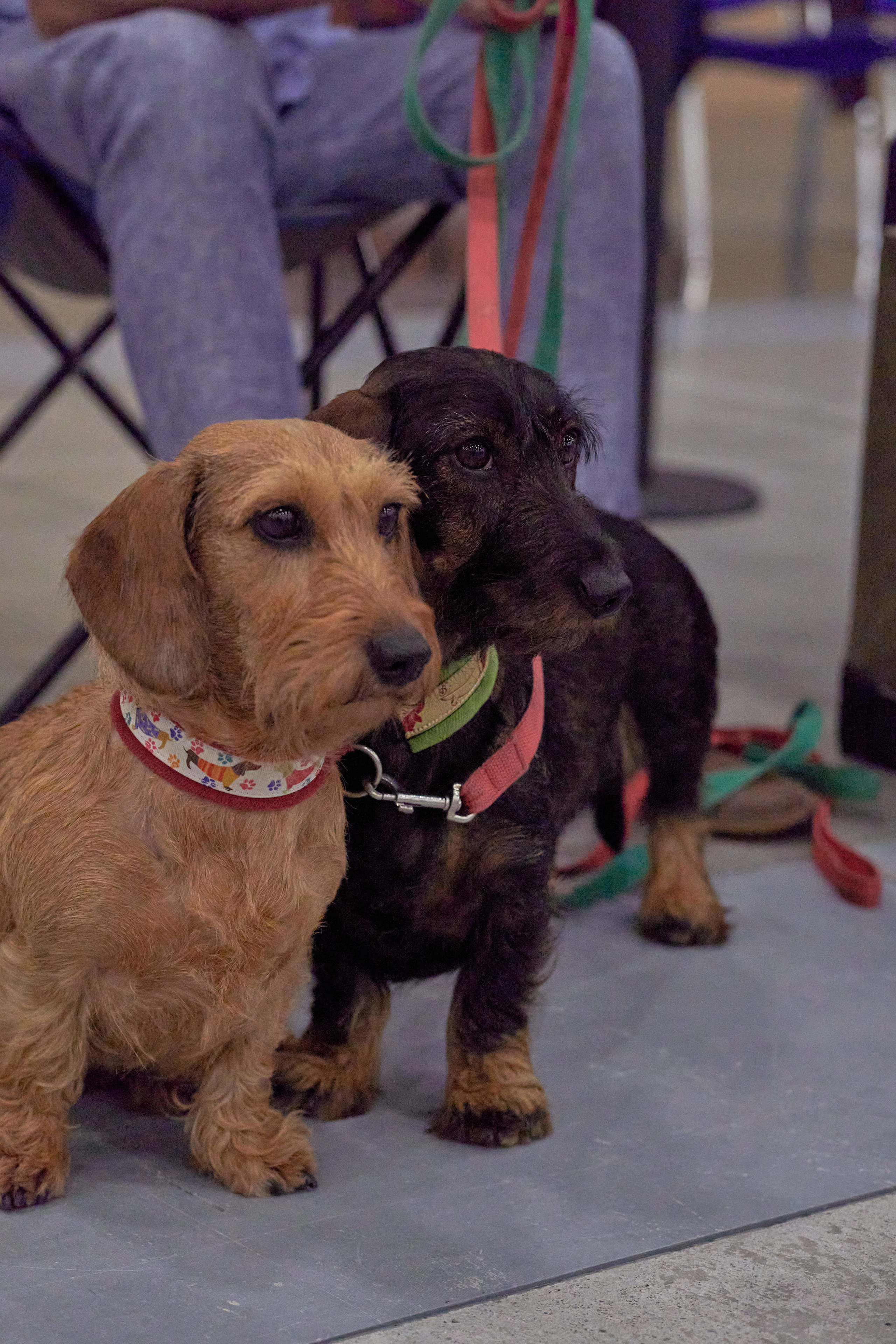 Репортаж с выставки собак в Экспофоруме. Фотограф людей и животных в Санкт-Петербурге Марина Бурмистрова