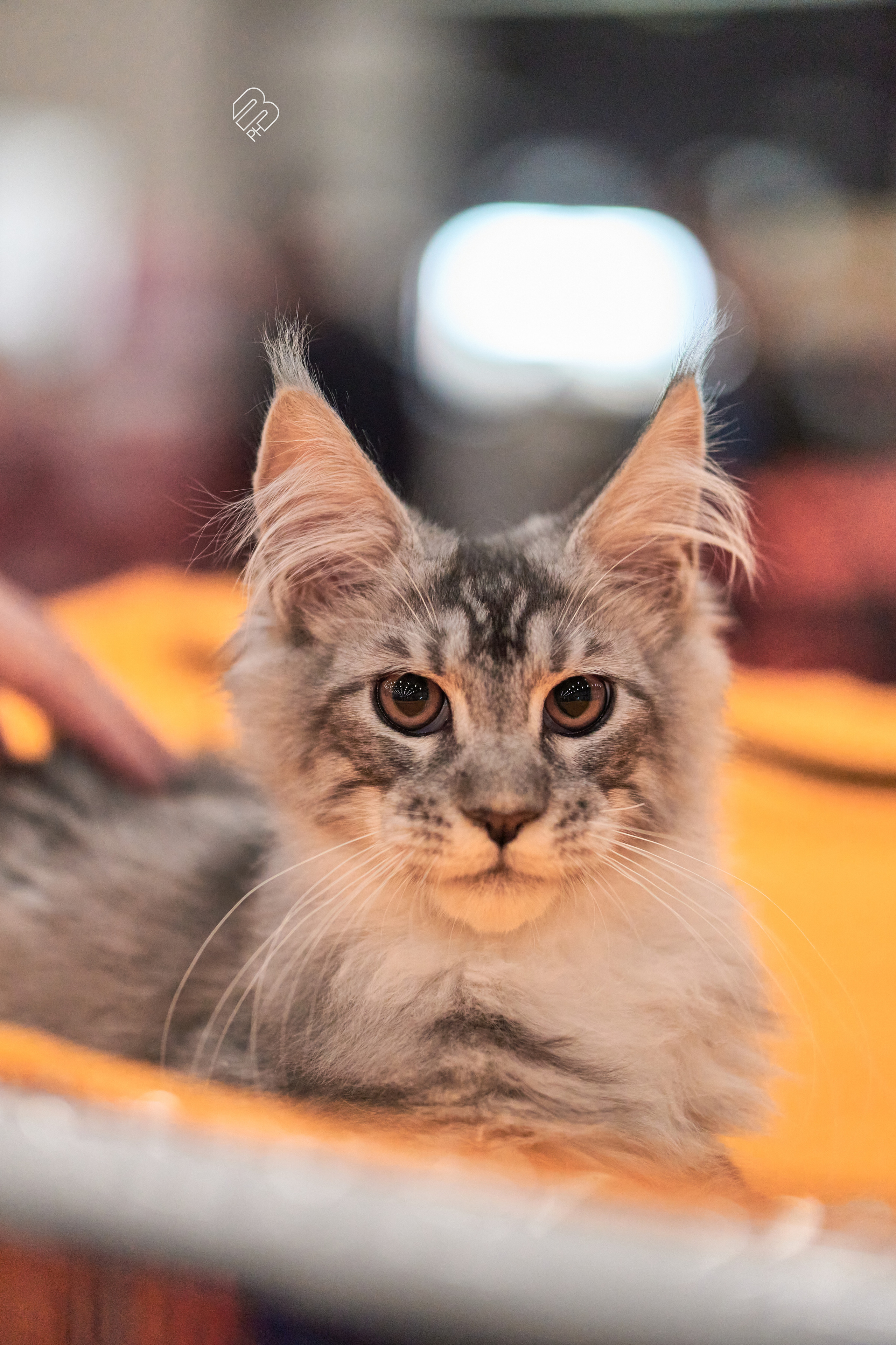 Выставка кошек в Экспофоруме. Фотограф людей и животных в Санкт-Петербурге Марина Бурмистрова