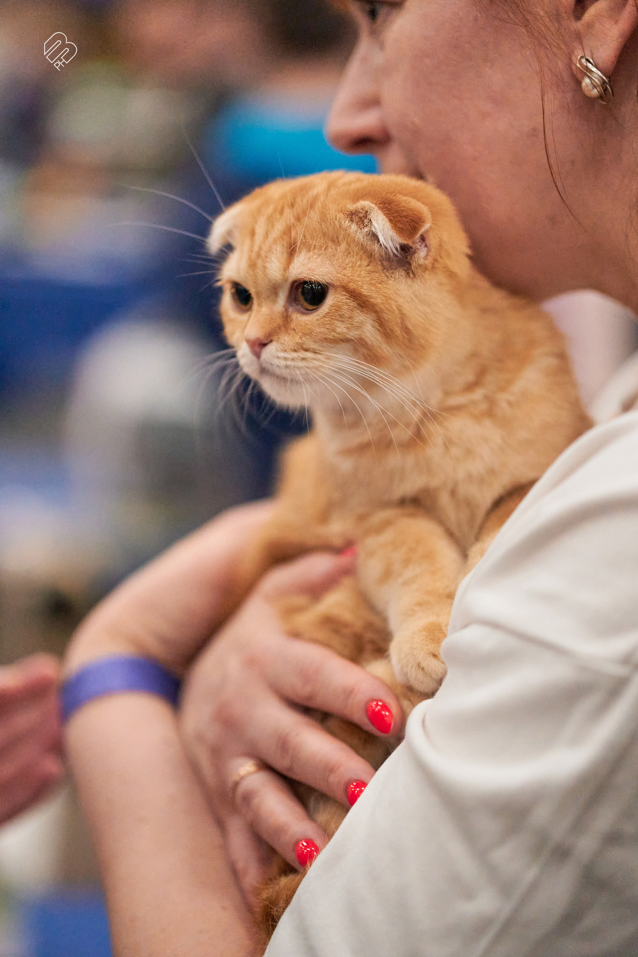 Выставка кошек в Экспофоруме. Фотограф людей и животных в Санкт-Петербурге Марина Бурмистрова