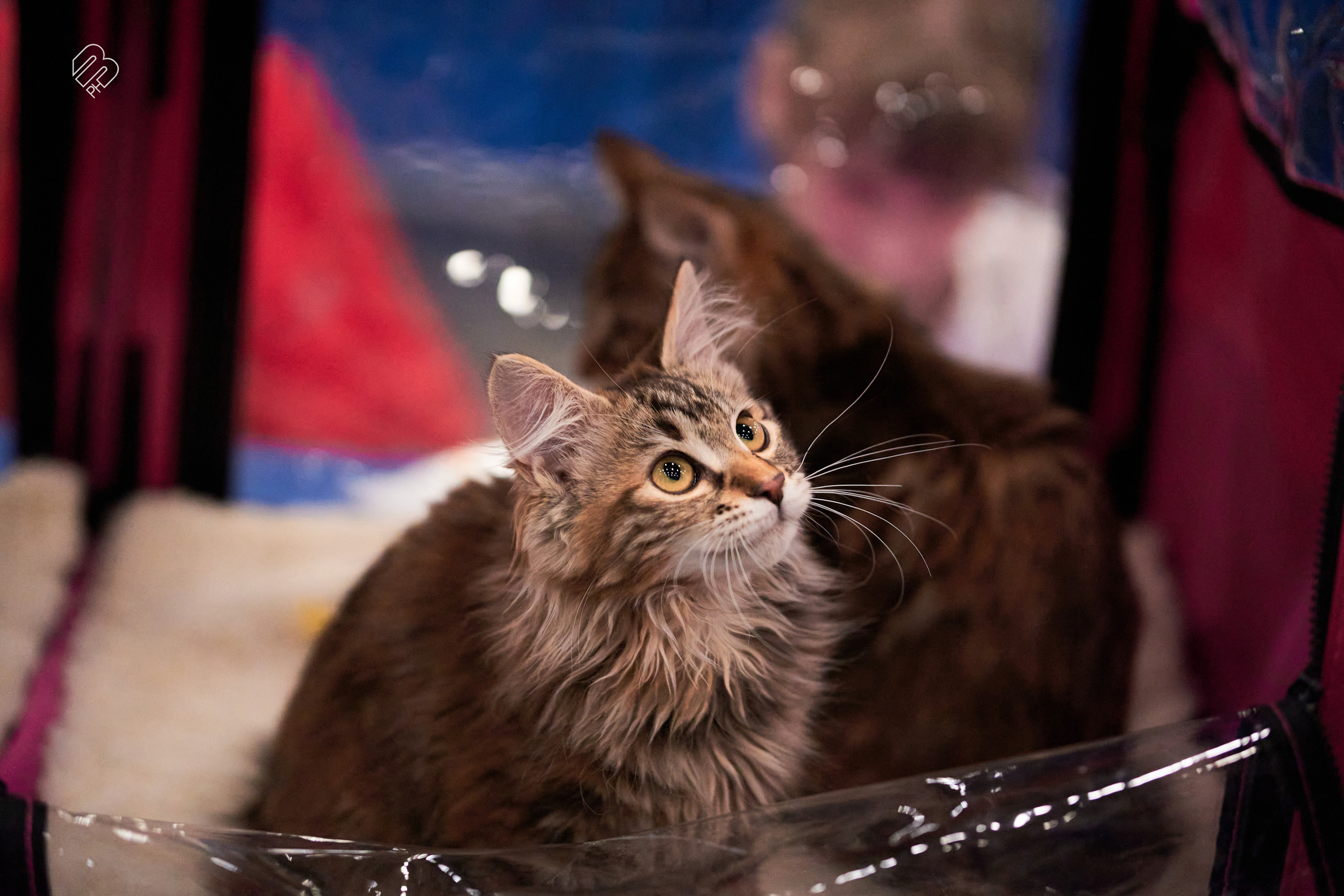 Выставка кошек в Экспофоруме. Фотограф людей и животных в Санкт-Петербурге Марина Бурмистрова