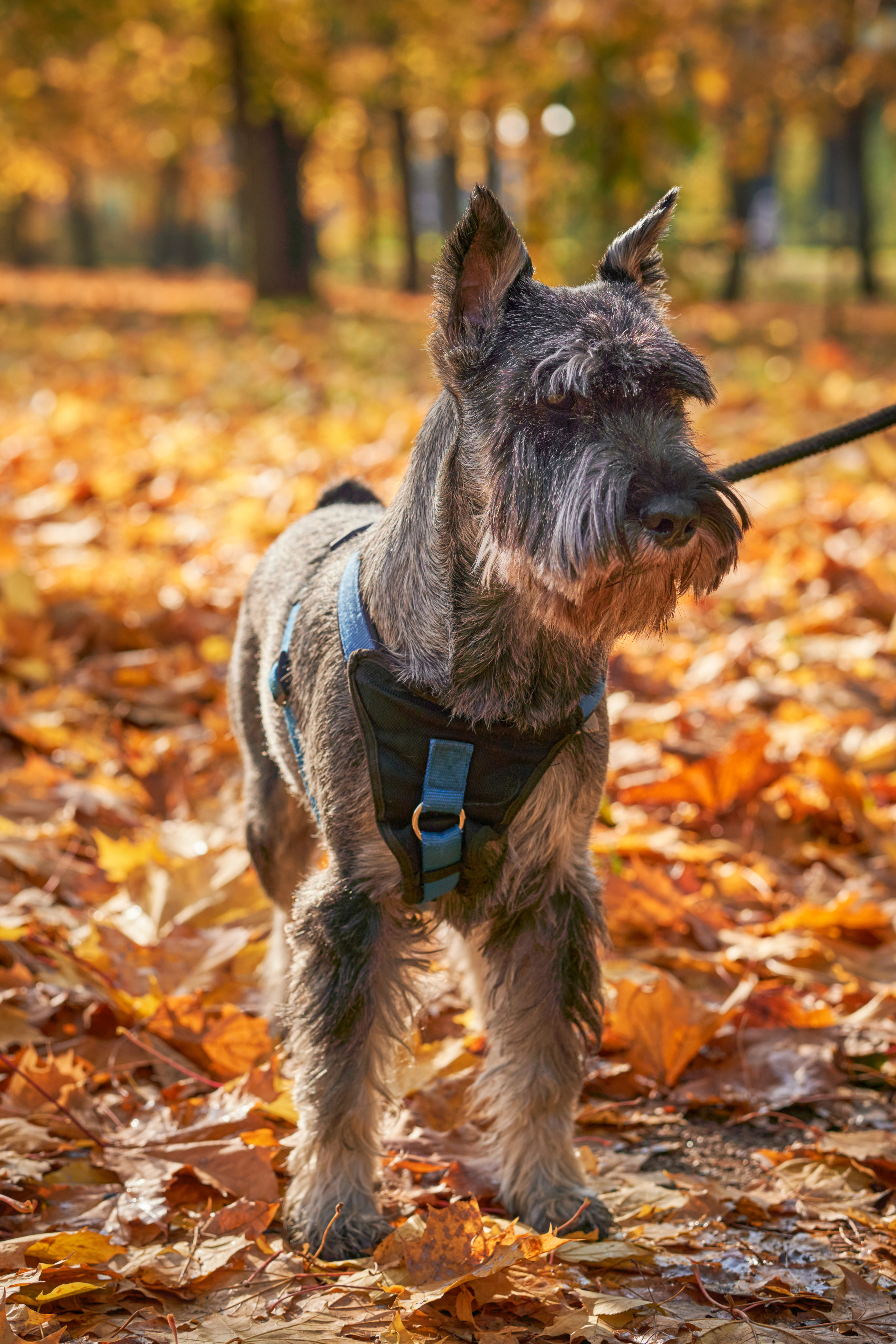 Случайные съемки. Фотограф людей и животных в Санкт-Петербурге Марина Бурмистрова