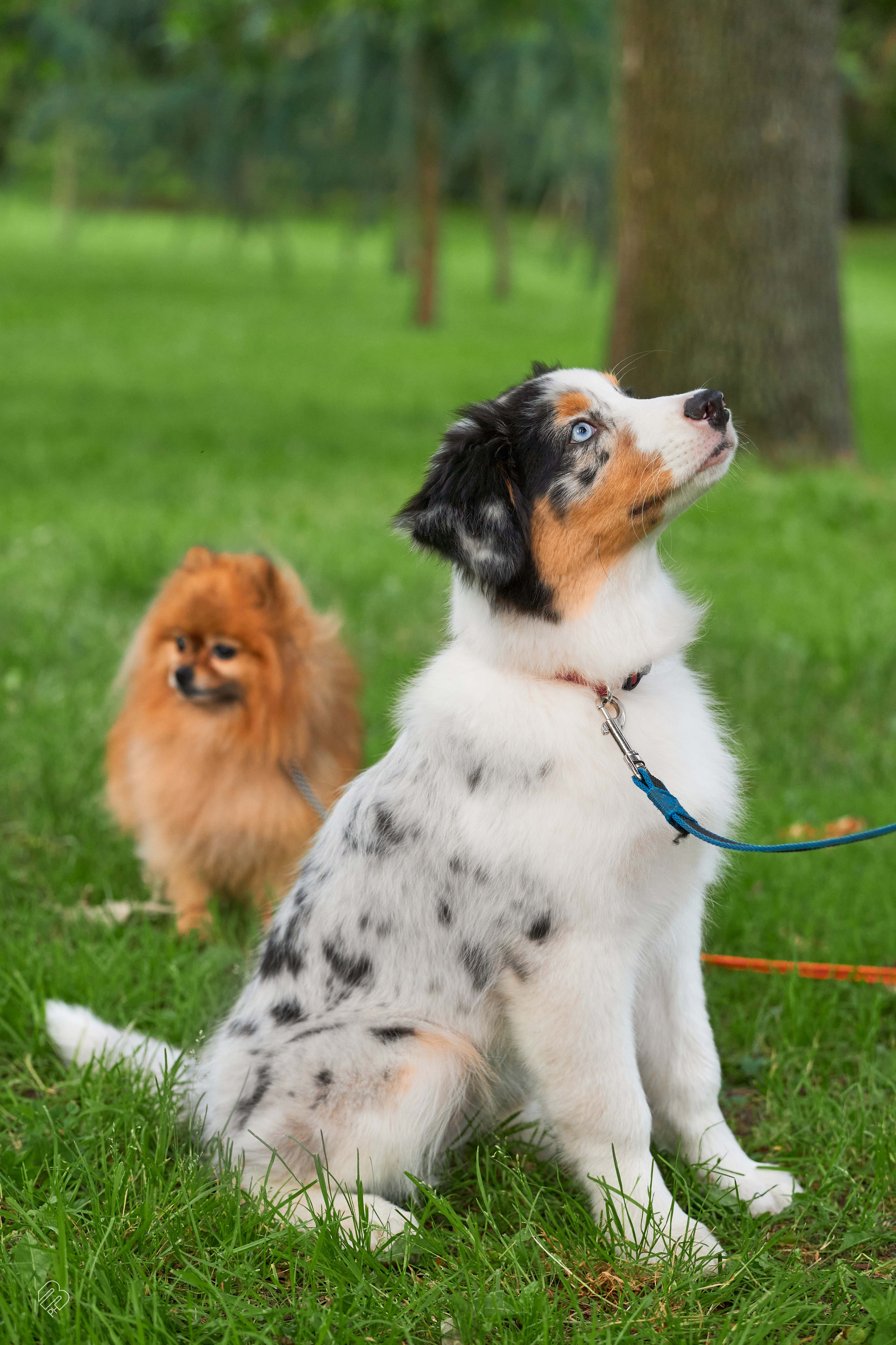 Прогулочные. Фотограф людей и животных в Санкт-Петербурге Марина Бурмистрова