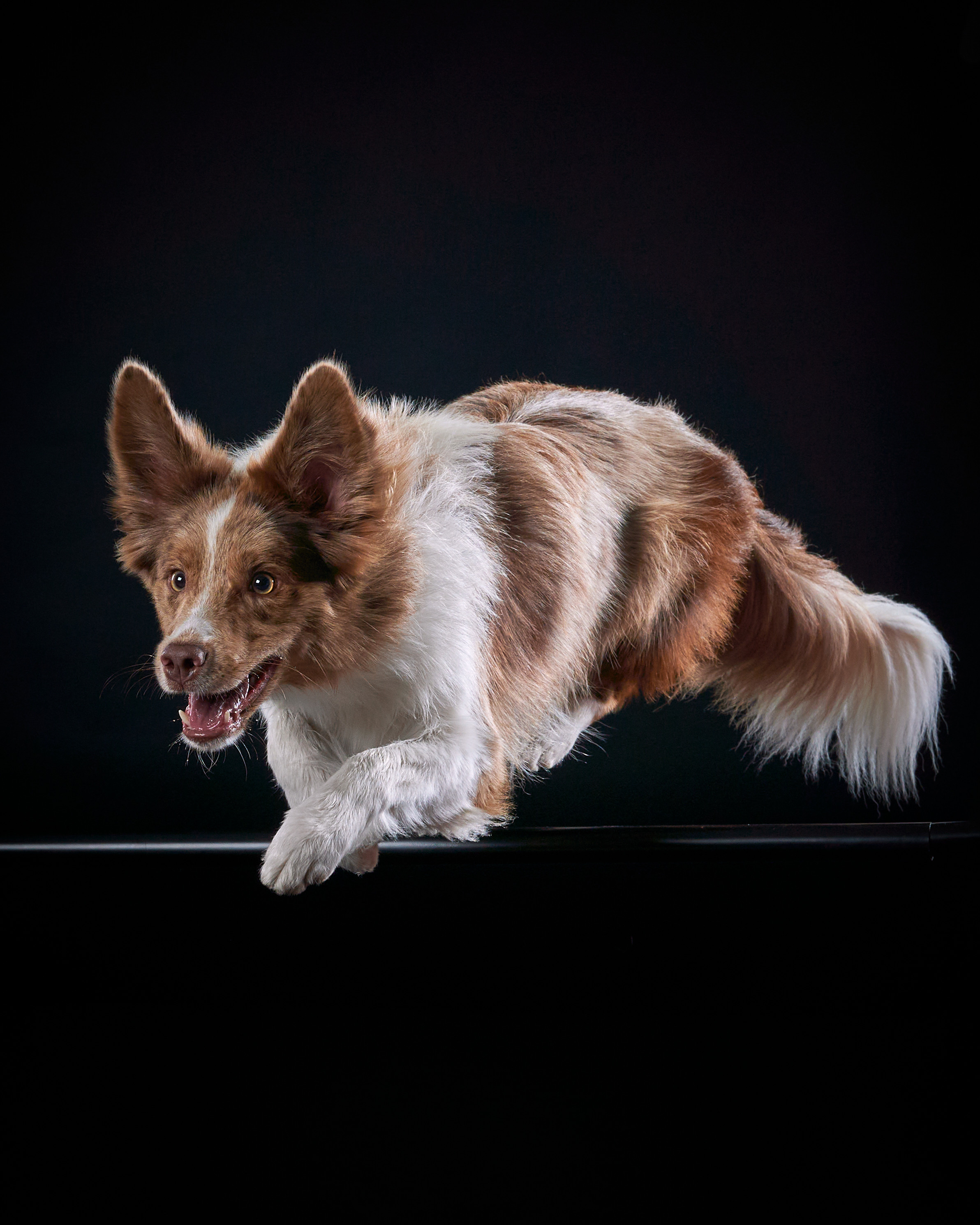 Прощальная вечеринка в фотостудии «Анималистика». Фотограф людей и животных в Санкт-Петербурге Марина Бурмистрова