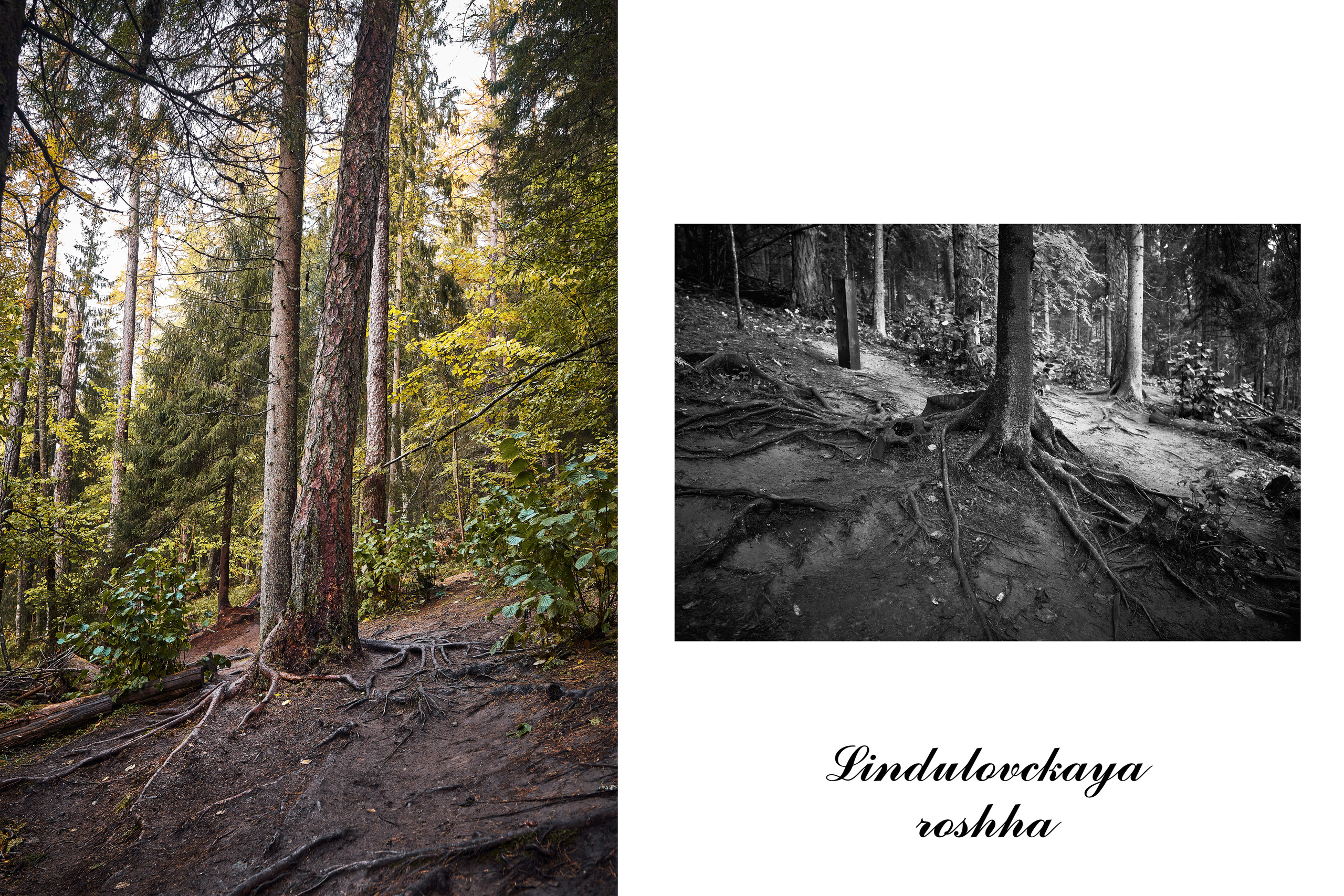 О пейзажах. Фотограф людей и животных в Санкт-Петербурге Марина Бурмистрова