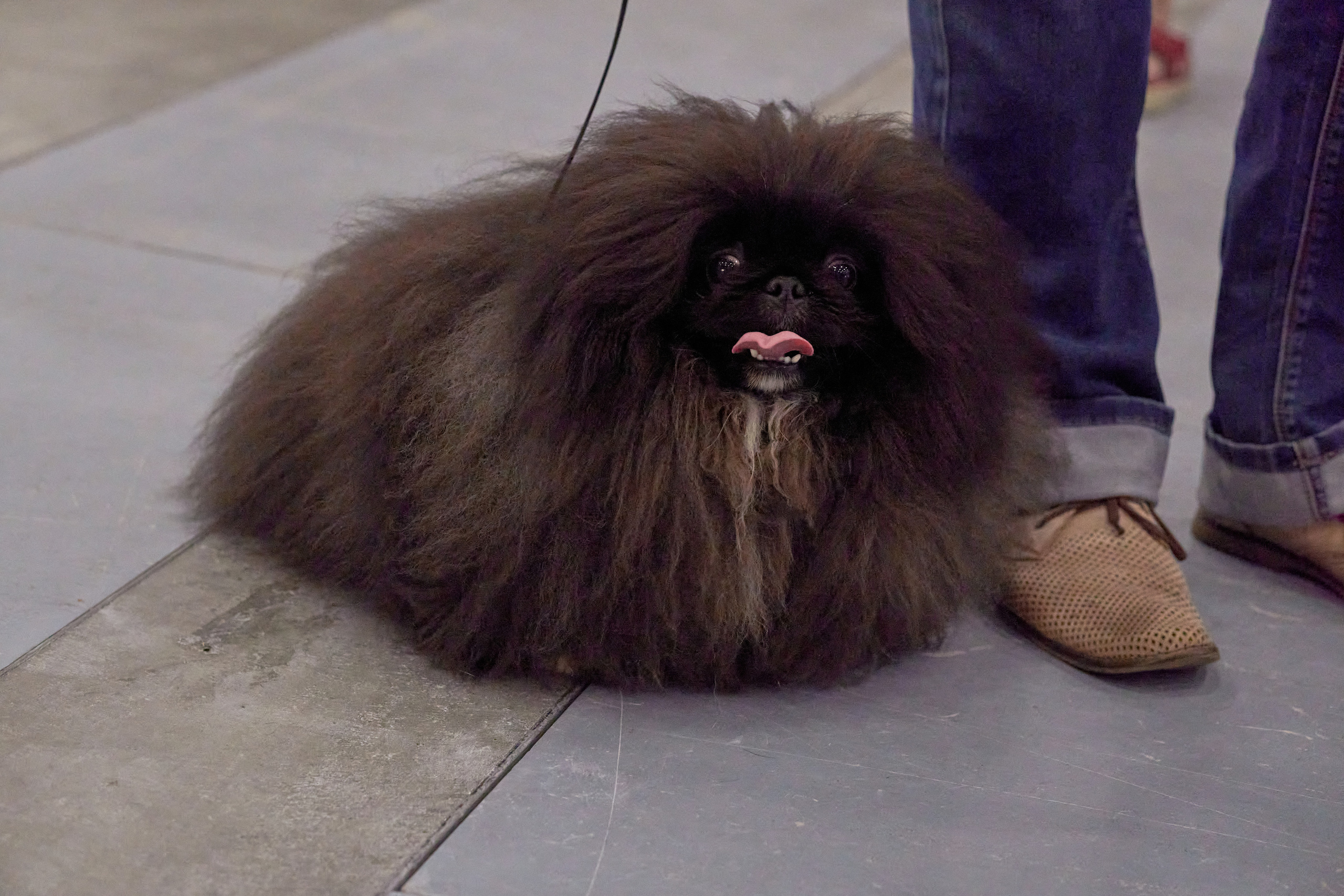 Репортаж с выставки собак в Экспофоруме. Фотограф людей и животных в Санкт-Петербурге Марина Бурмистрова