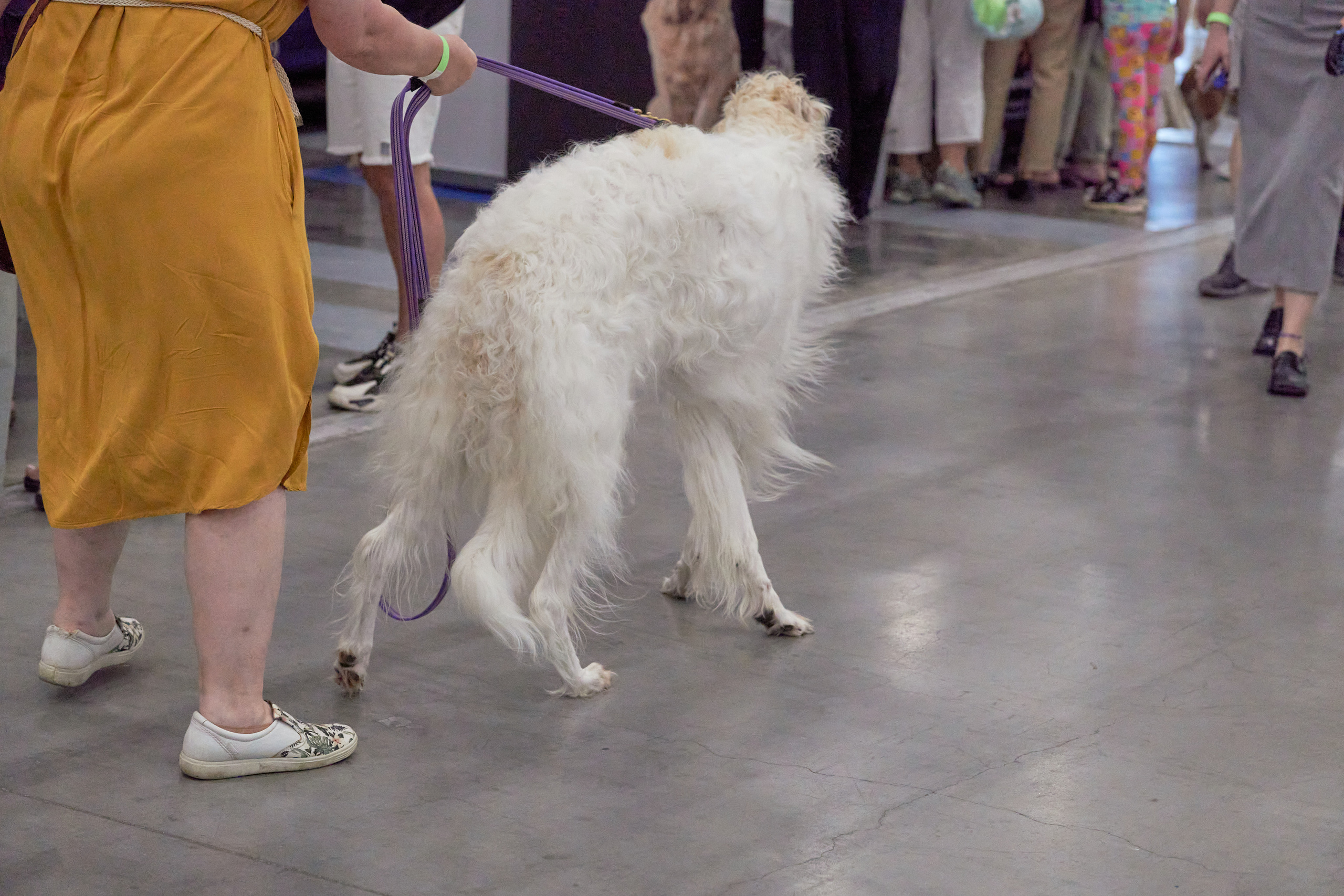 Репортаж с выставки собак в Экспофоруме. Фотограф людей и животных в Санкт-Петербурге Марина Бурмистрова