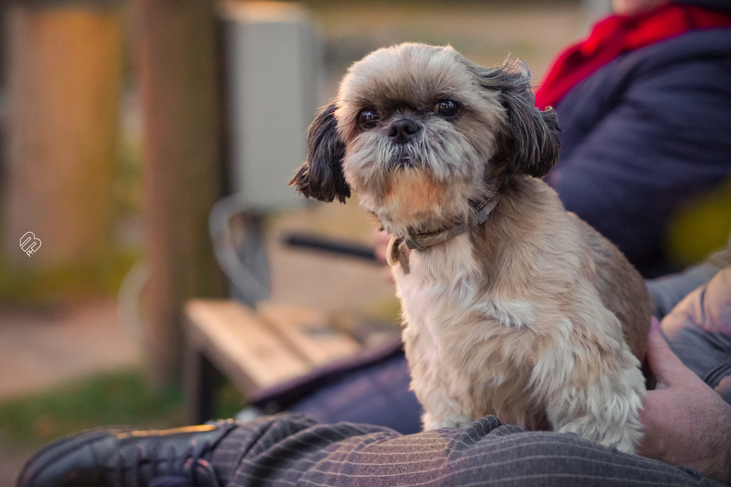 Прогулка у ресторана «Русская рыбалка». Фотограф людей и животных в Санкт-Петербурге Марина Бурмистрова