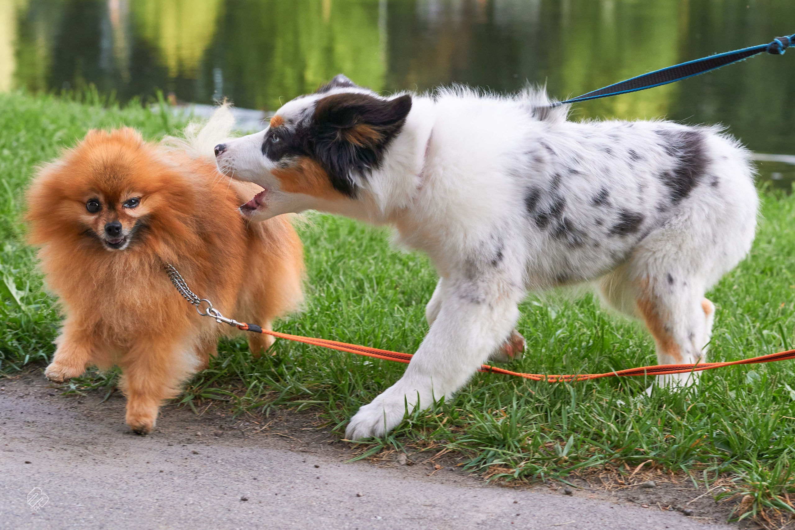 Прогулочные. Фотограф людей и животных в Санкт-Петербурге Марина Бурмистрова