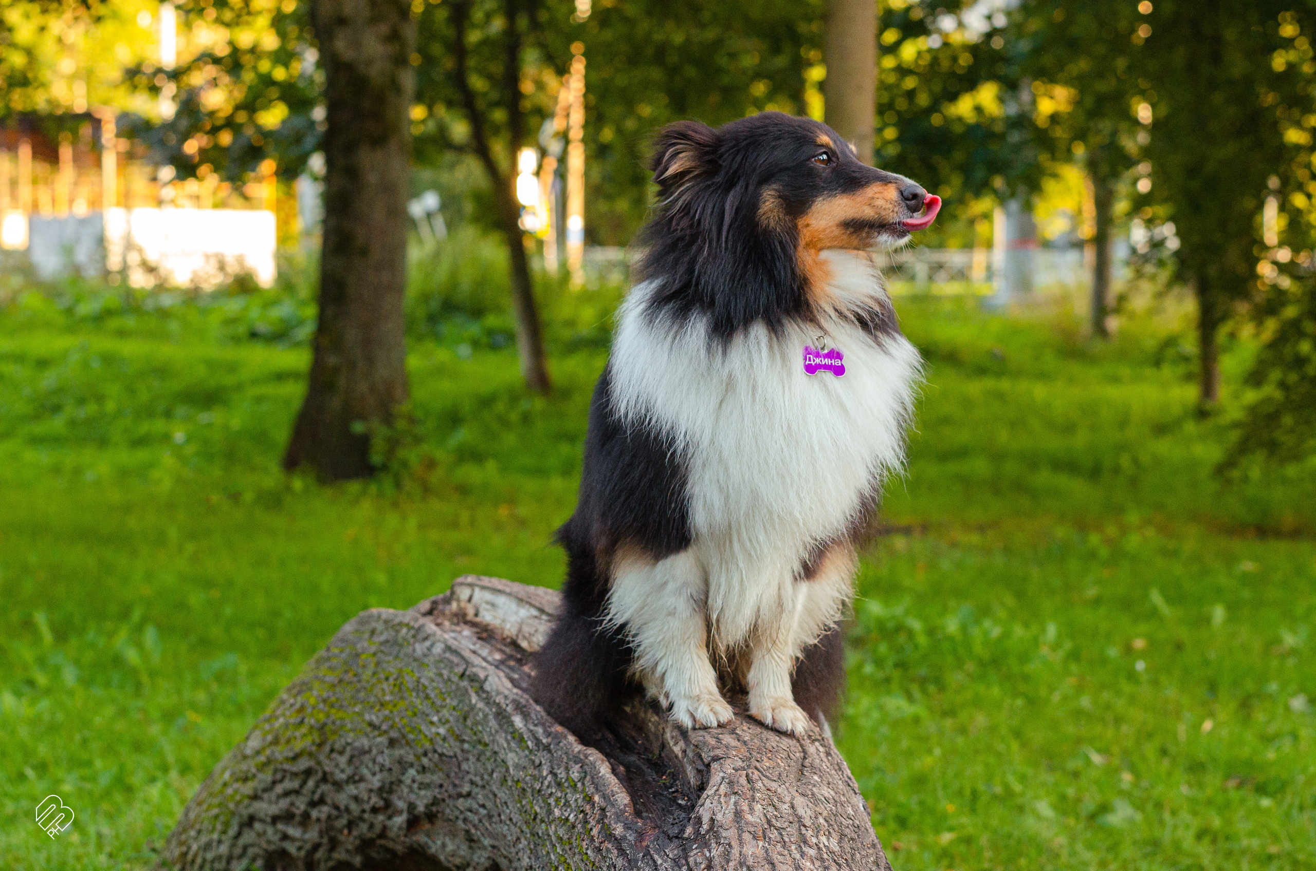Случайные съемки. Фотограф людей и животных в Санкт-Петербурге Марина Бурмистрова