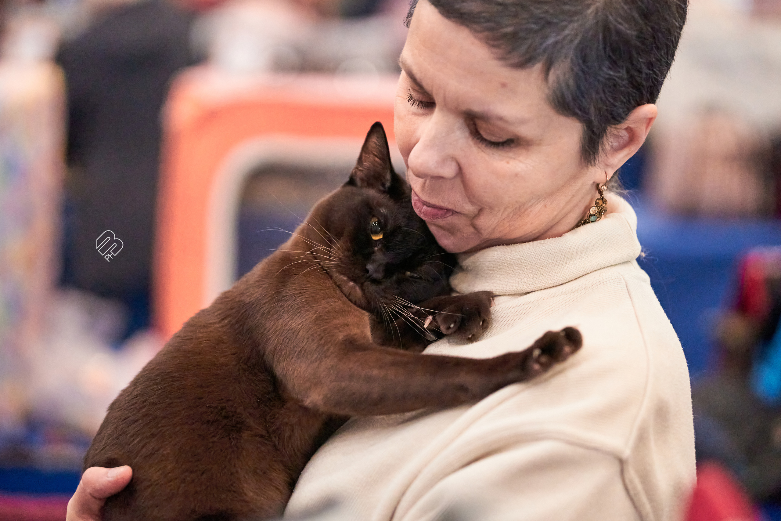 Выставка кошек в Экспофоруме. Фотограф людей и животных в Санкт-Петербурге Марина Бурмистрова