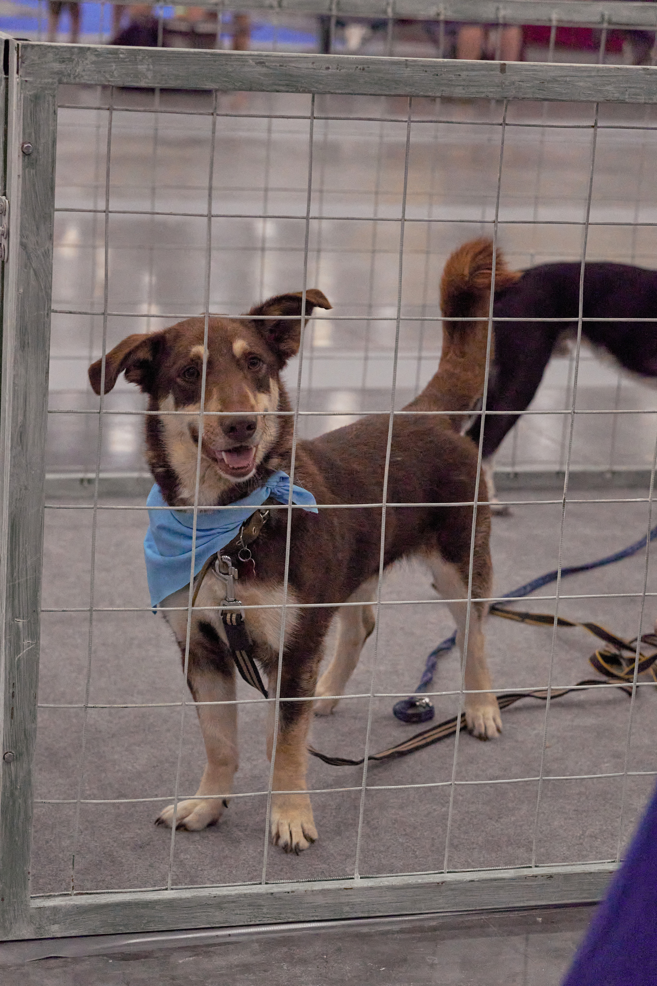Репортаж с выставки собак в Экспофоруме. Фотограф людей и животных в Санкт-Петербурге Марина Бурмистрова