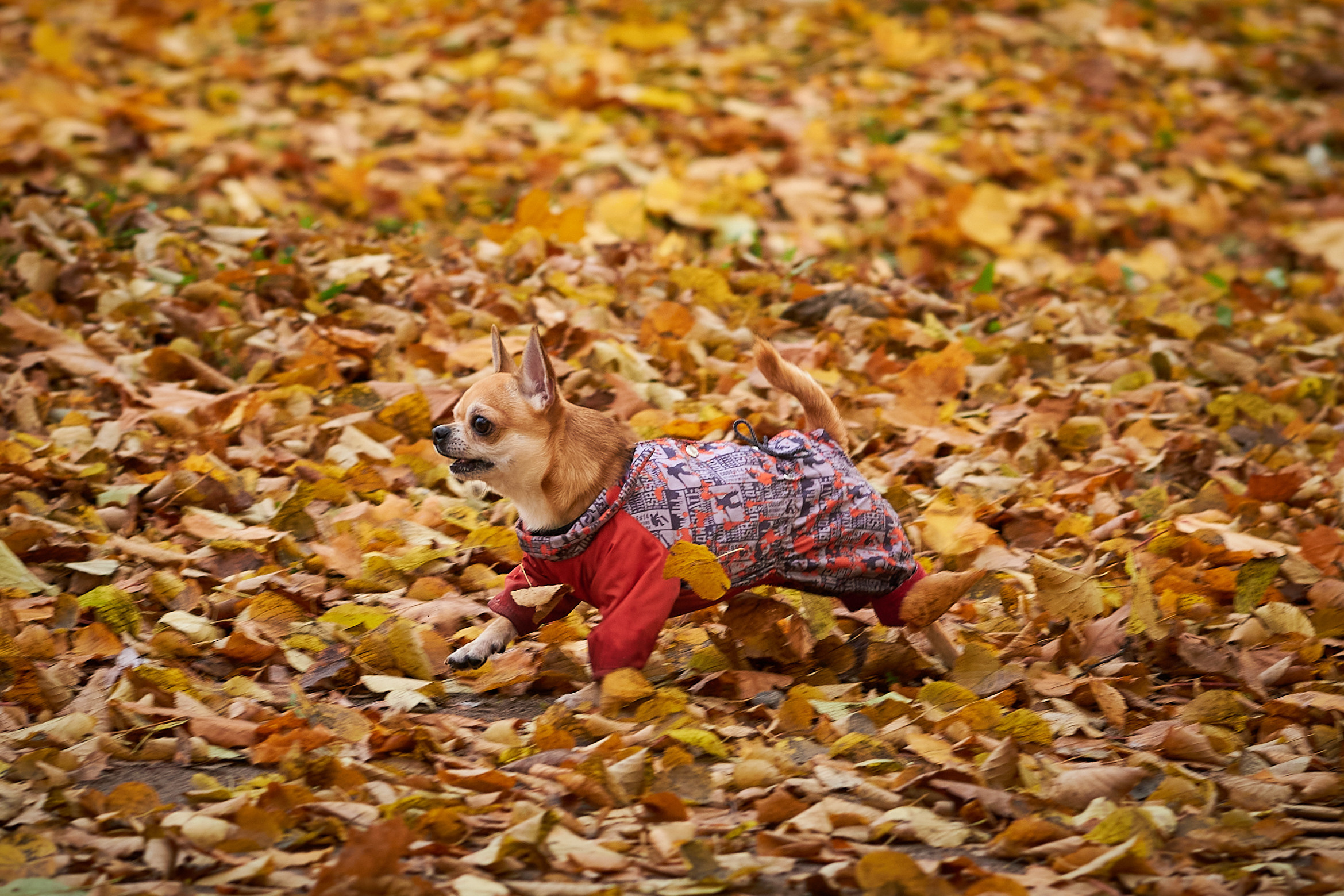 Случайные съемки. Фотограф людей и животных в Санкт-Петербурге Марина Бурмистрова