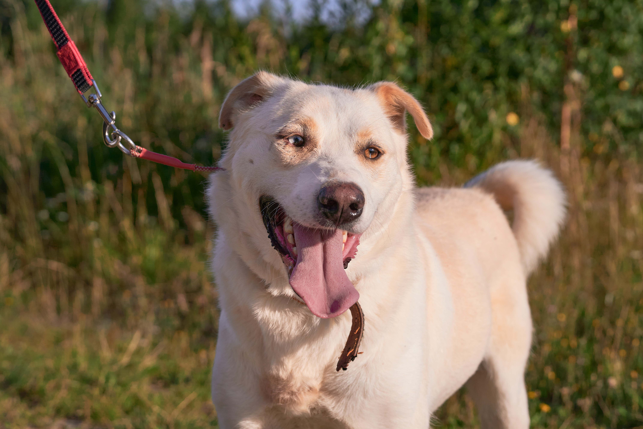 Съемка в приюте. Фотограф людей и животных в Санкт-Петербурге Марина Бурмистрова