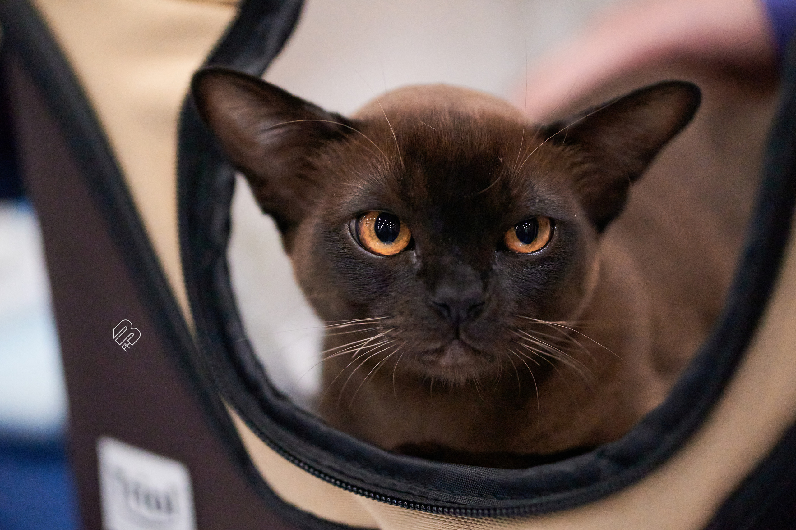 Выставка кошек в Экспофоруме. Фотограф людей и животных в Санкт-Петербурге Марина Бурмистрова