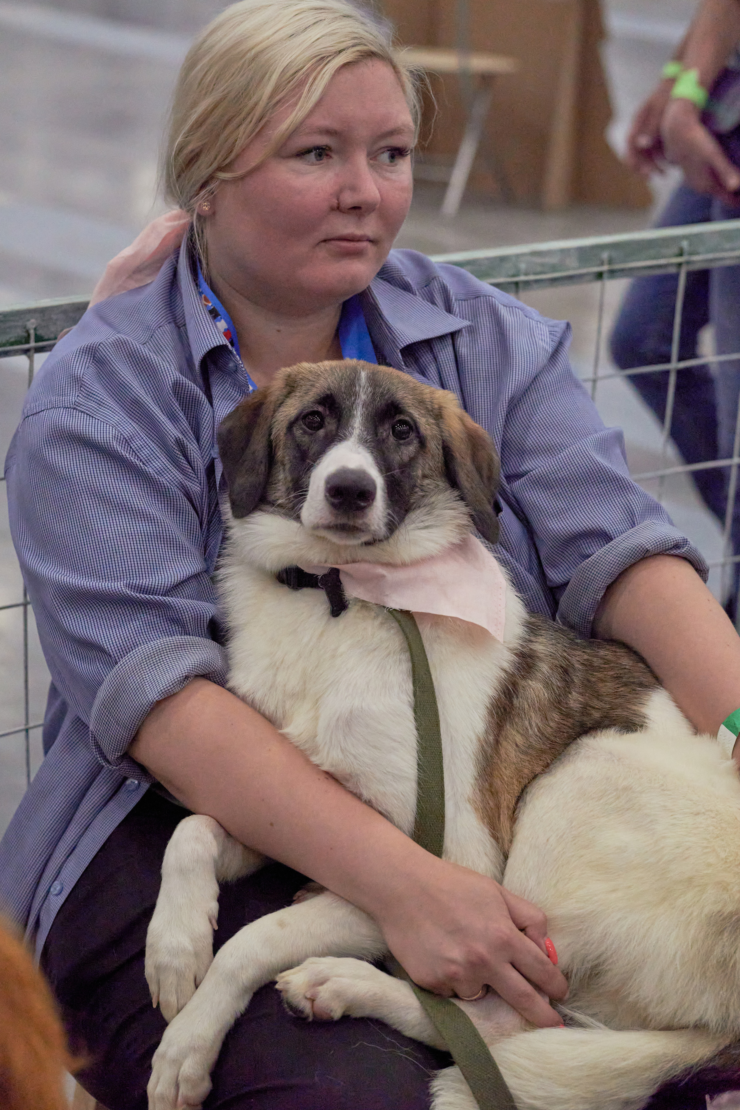 Репортаж с выставки собак в Экспофоруме. Фотограф людей и животных в Санкт-Петербурге Марина Бурмистрова