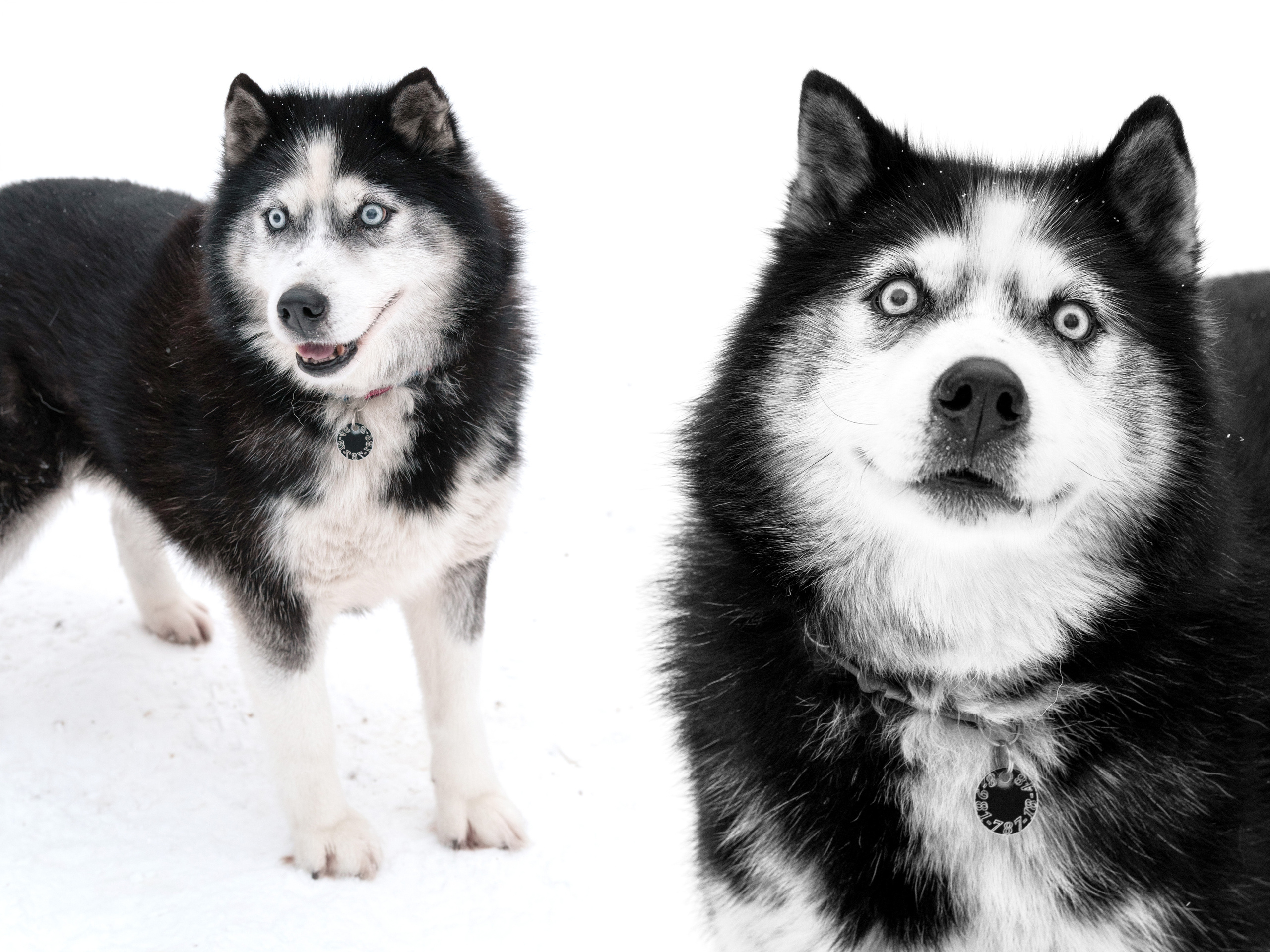 Прогулка с хаски в Пикник-парке ЛесОк. Фотограф людей и животных в Санкт-Петербурге Марина Бурмистрова