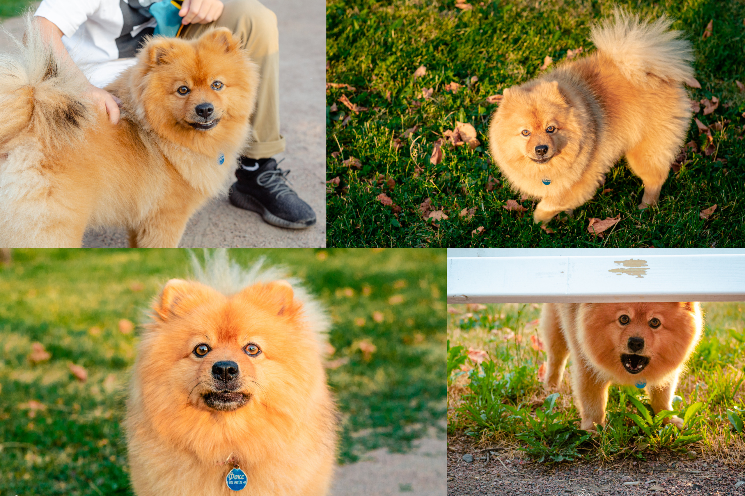 Случайные съемки. Фотограф людей и животных в Санкт-Петербурге Марина Бурмистрова