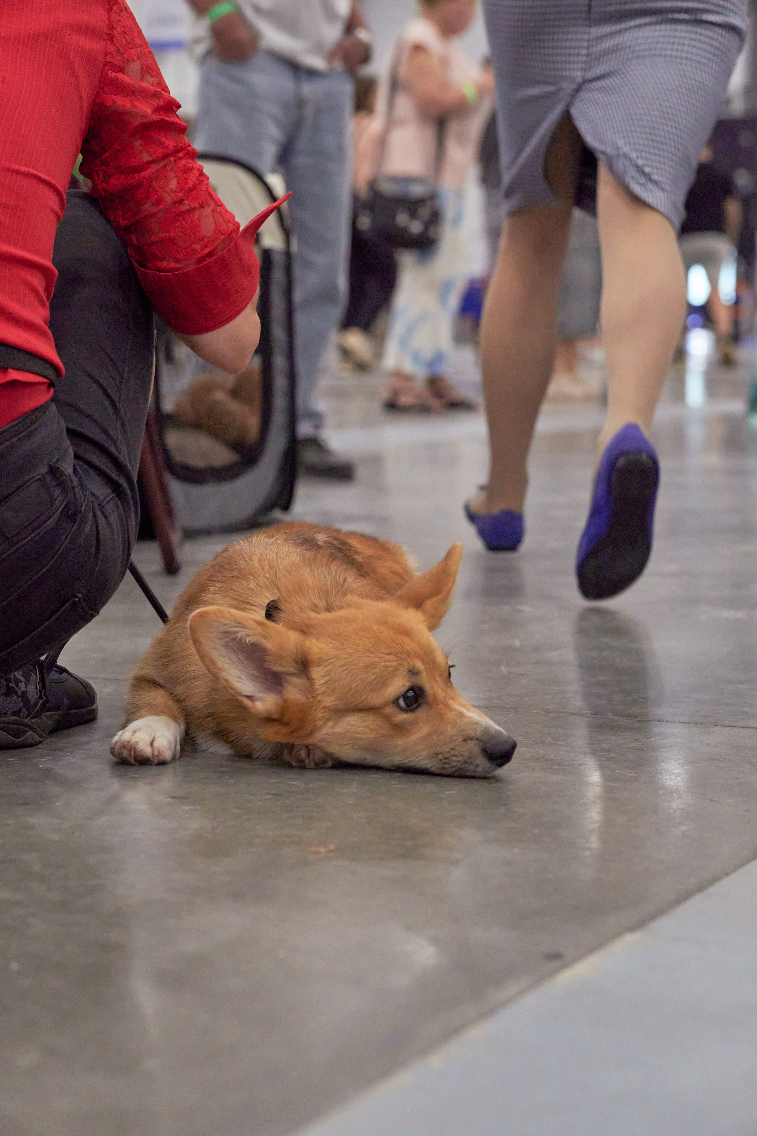 Репортаж с выставки собак в Экспофоруме. Фотограф людей и животных в Санкт-Петербурге Марина Бурмистрова