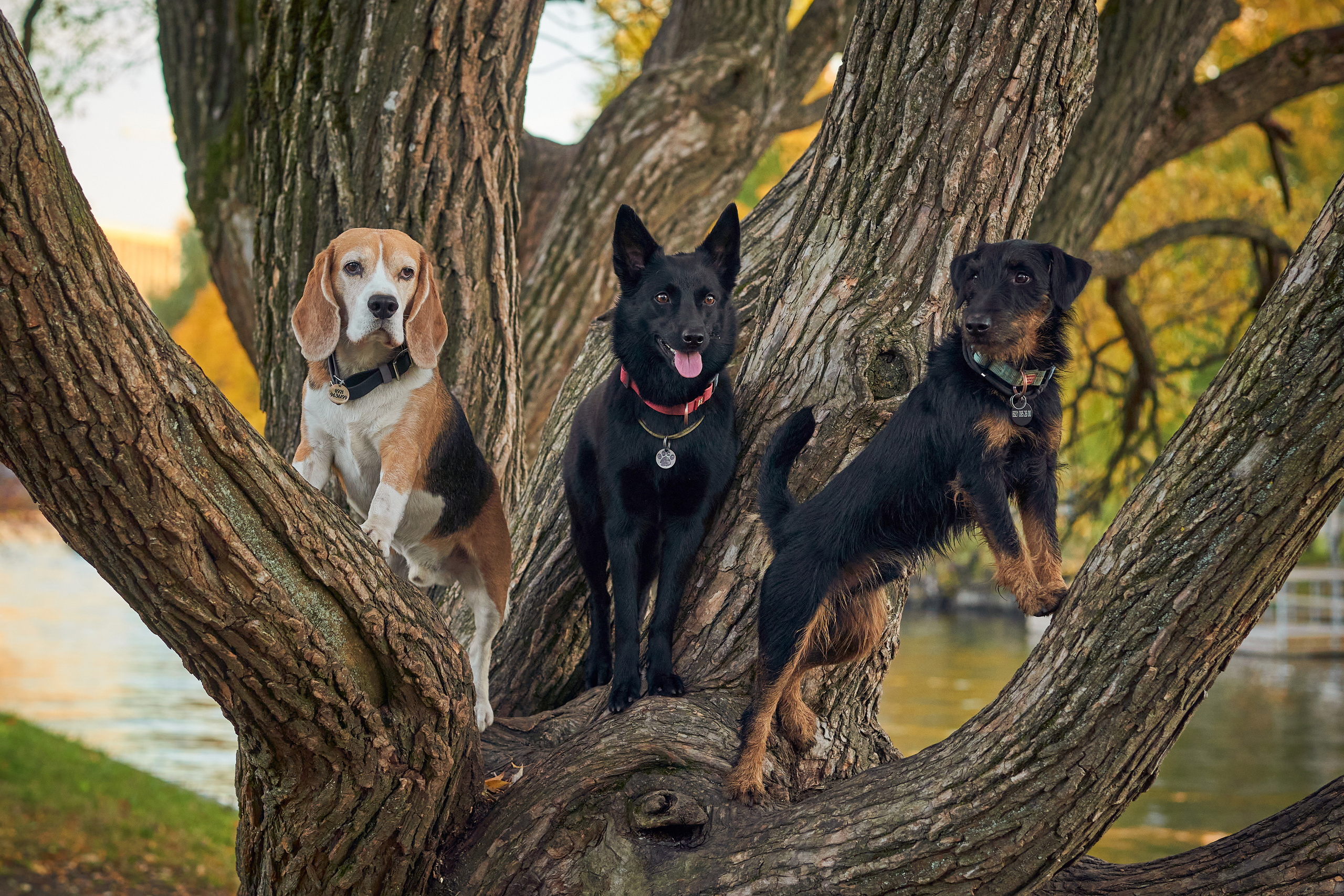Случайные съемки. Фотограф людей и животных в Санкт-Петербурге Марина Бурмистрова