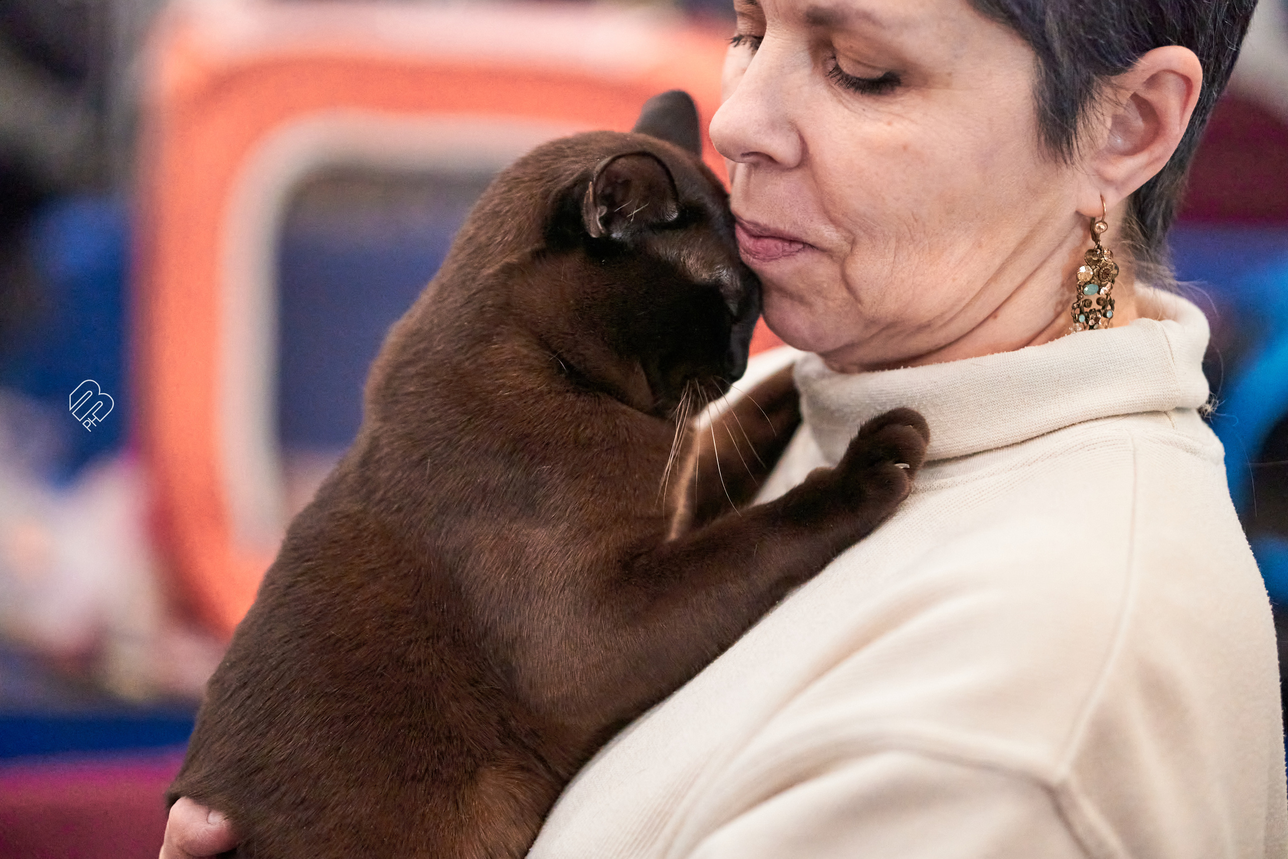 Выставка кошек в Экспофоруме. Фотограф людей и животных в Санкт-Петербурге Марина Бурмистрова
