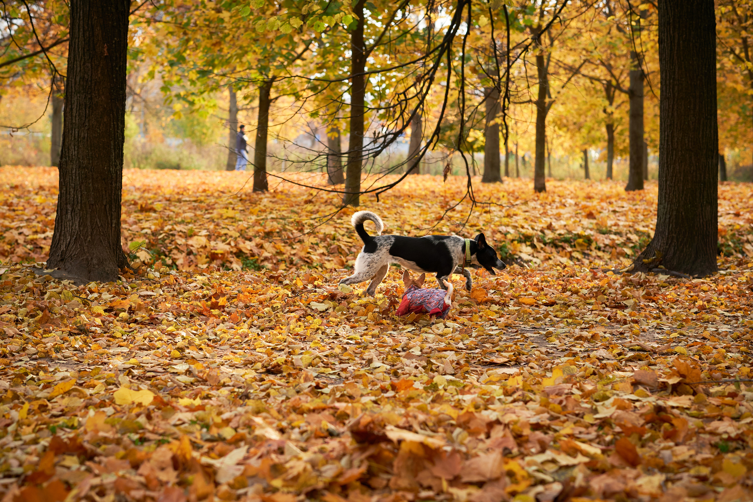 Случайные съемки. Фотограф людей и животных в Санкт-Петербурге Марина Бурмистрова