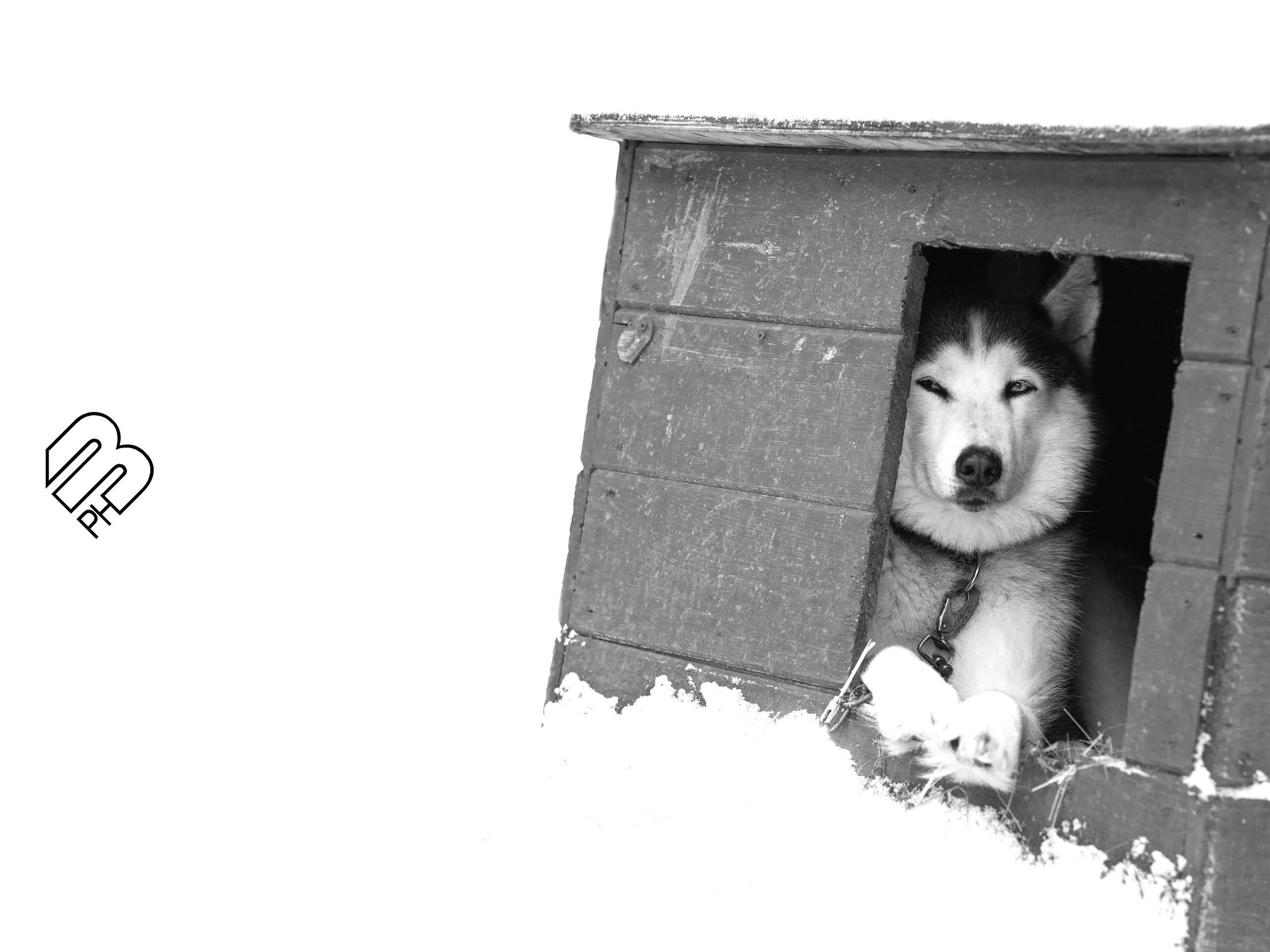 Прогулка с хаски в Пикник-парке ЛесОк. Фотограф людей и животных в Санкт-Петербурге Марина Бурмистрова