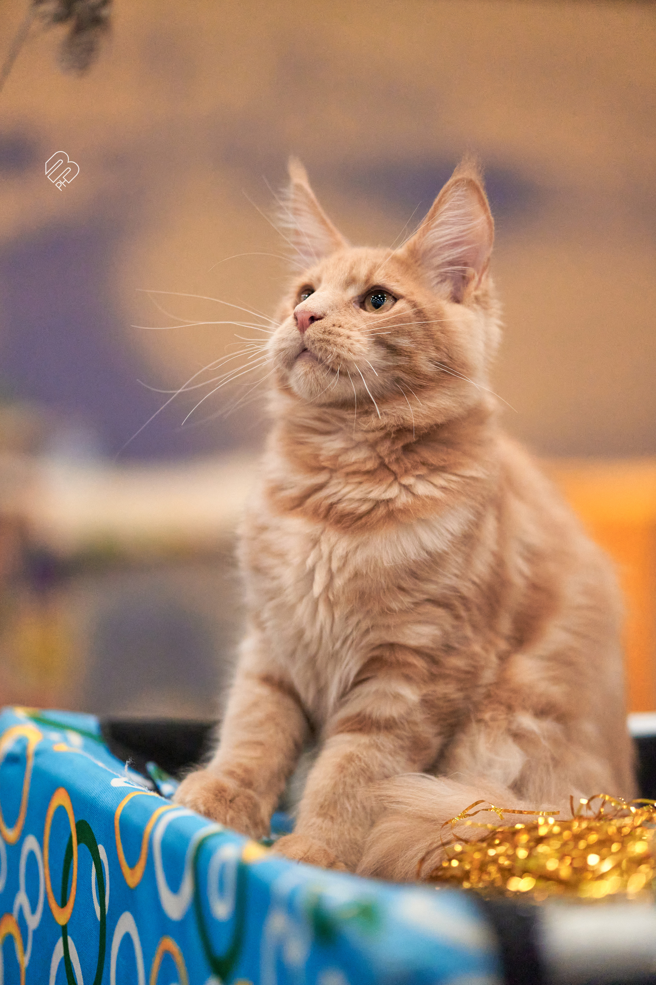 Выставка кошек в Экспофоруме. Фотограф людей и животных в Санкт-Петербурге Марина Бурмистрова