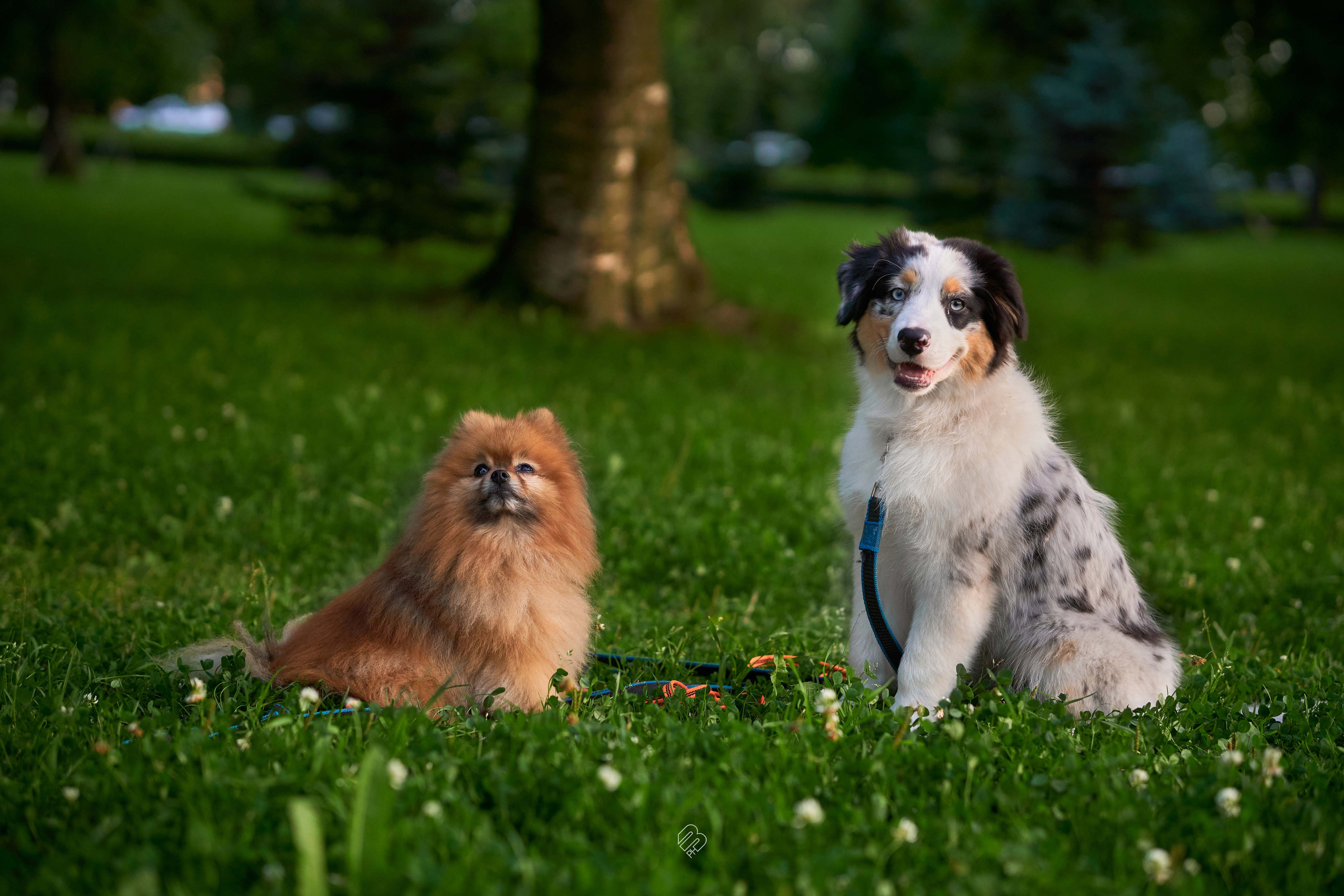 Прогулочные. Фотограф людей и животных в Санкт-Петербурге Марина Бурмистрова