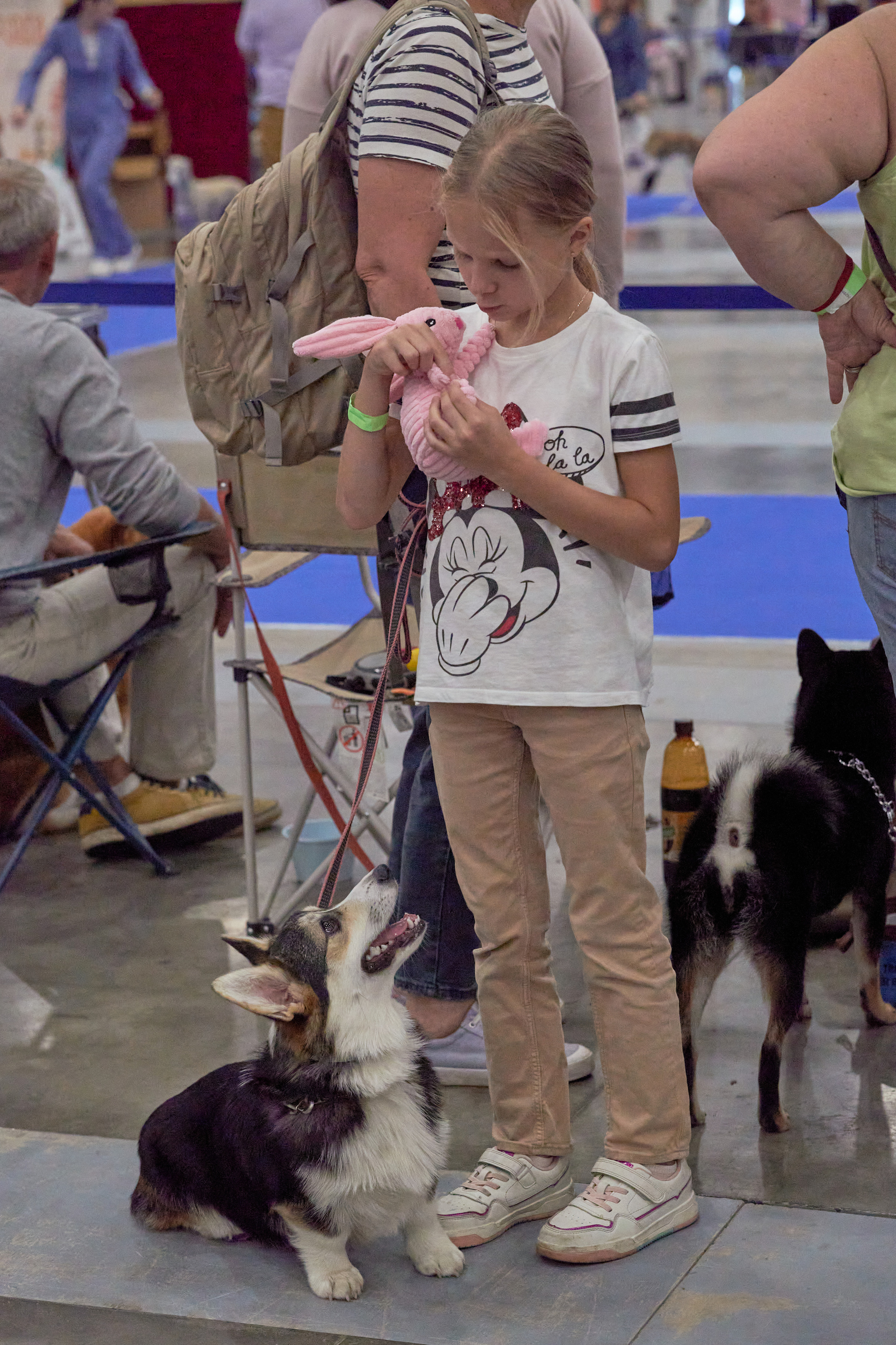 Репортаж с выставки собак в Экспофоруме. Фотограф людей и животных в Санкт-Петербурге Марина Бурмистрова