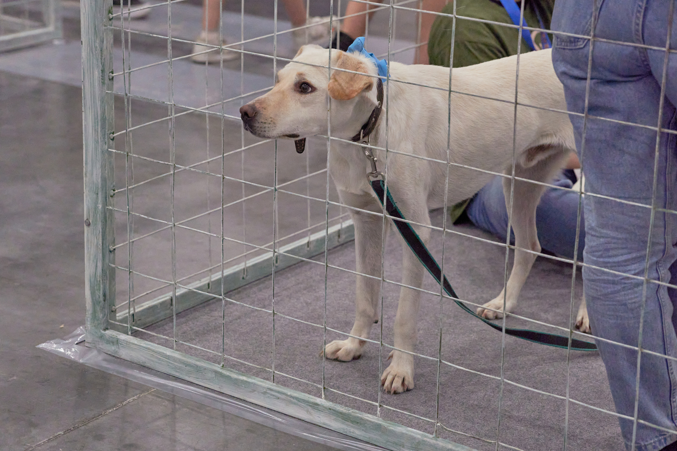 Репортаж с выставки собак в Экспофоруме. Фотограф людей и животных в Санкт-Петербурге Марина Бурмистрова