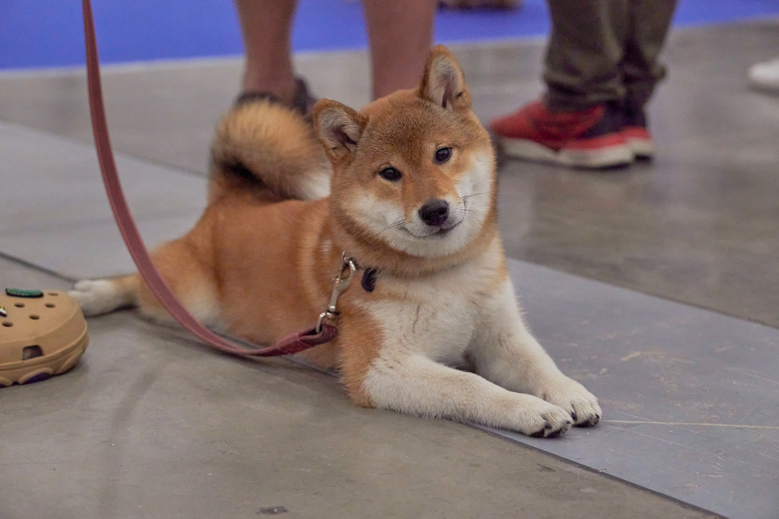 Репортаж с выставки собак в Экспофоруме. Фотограф людей и животных в Санкт-Петербурге Марина Бурмистрова