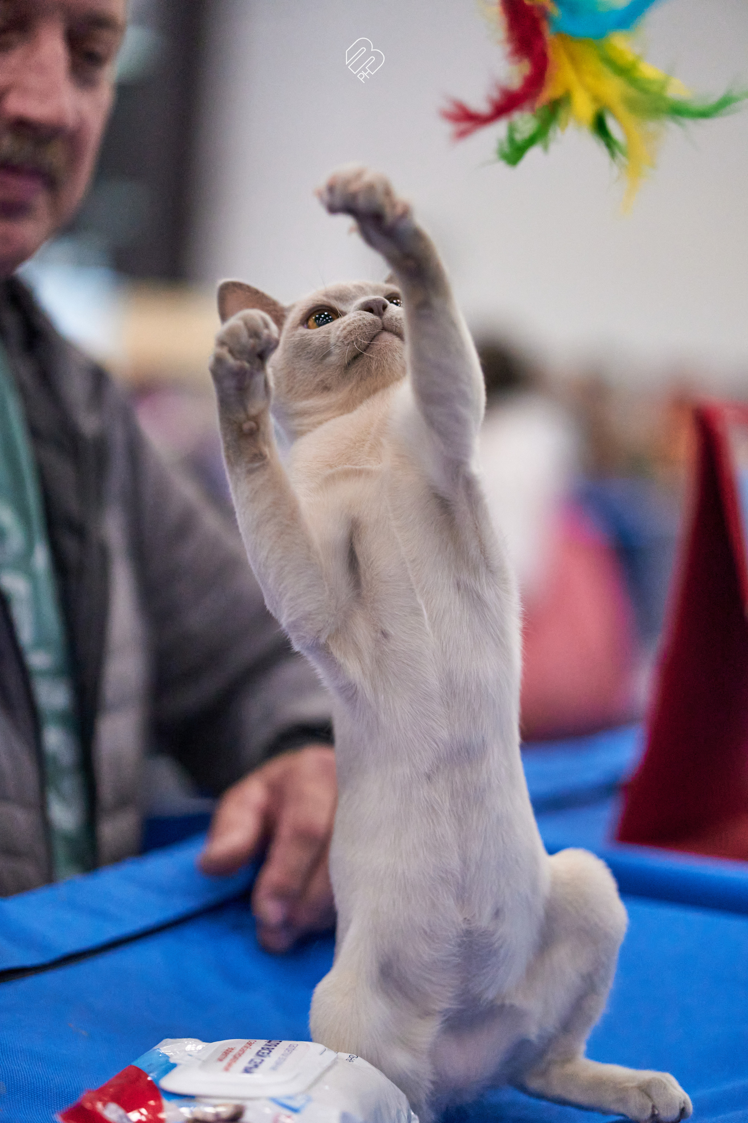 Выставка кошек в Экспофоруме. Фотограф людей и животных в Санкт-Петербурге Марина Бурмистрова