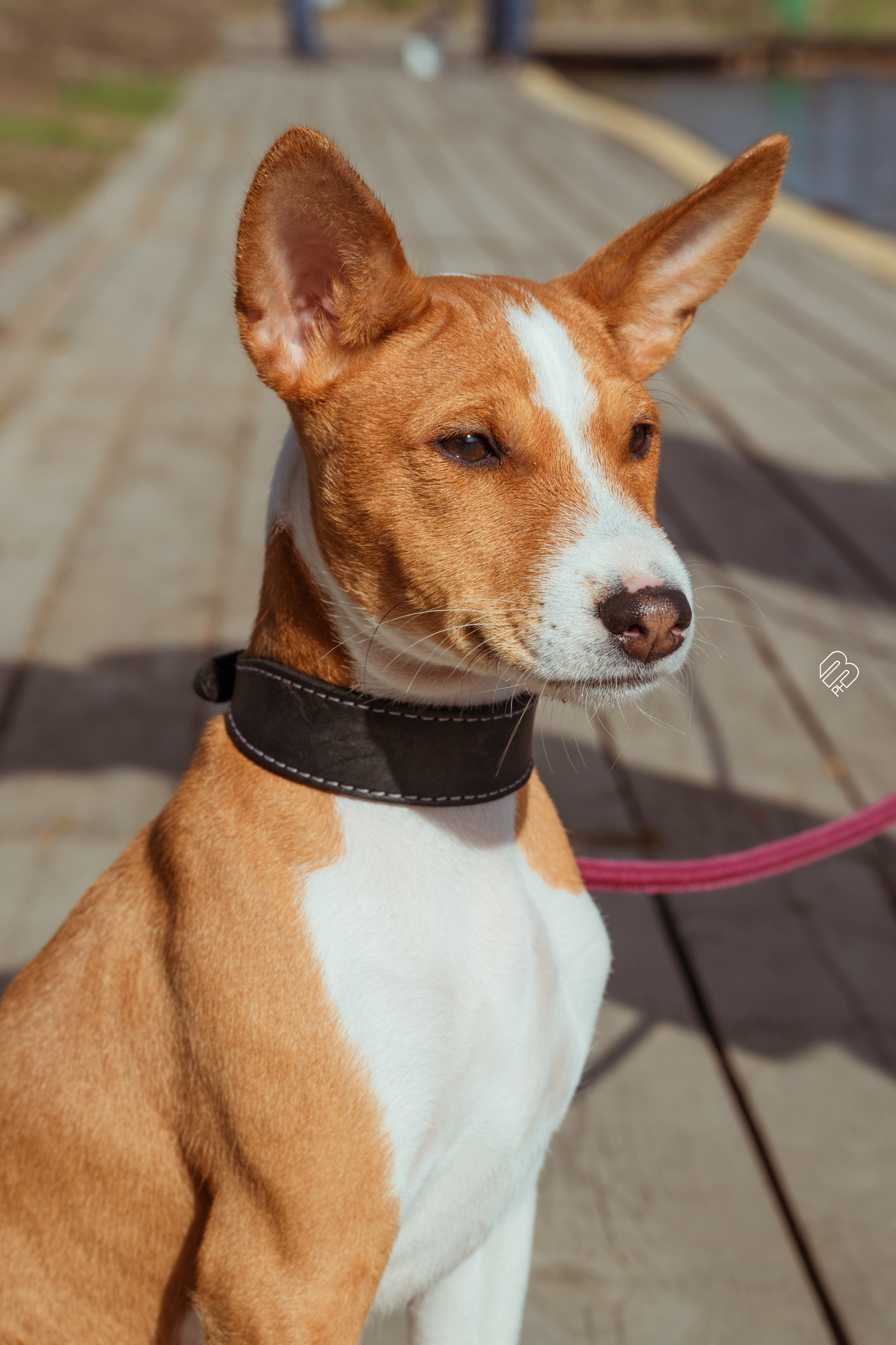 Прогулочные. Фотограф людей и животных в Санкт-Петербурге Марина Бурмистрова