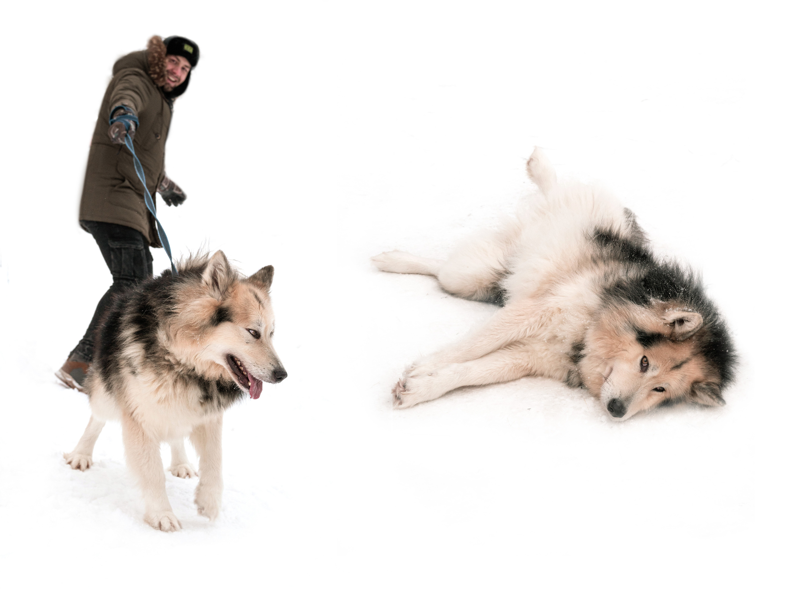 Прогулка с хаски в Пикник-парке ЛесОк. Фотограф людей и животных в Санкт-Петербурге Марина Бурмистрова